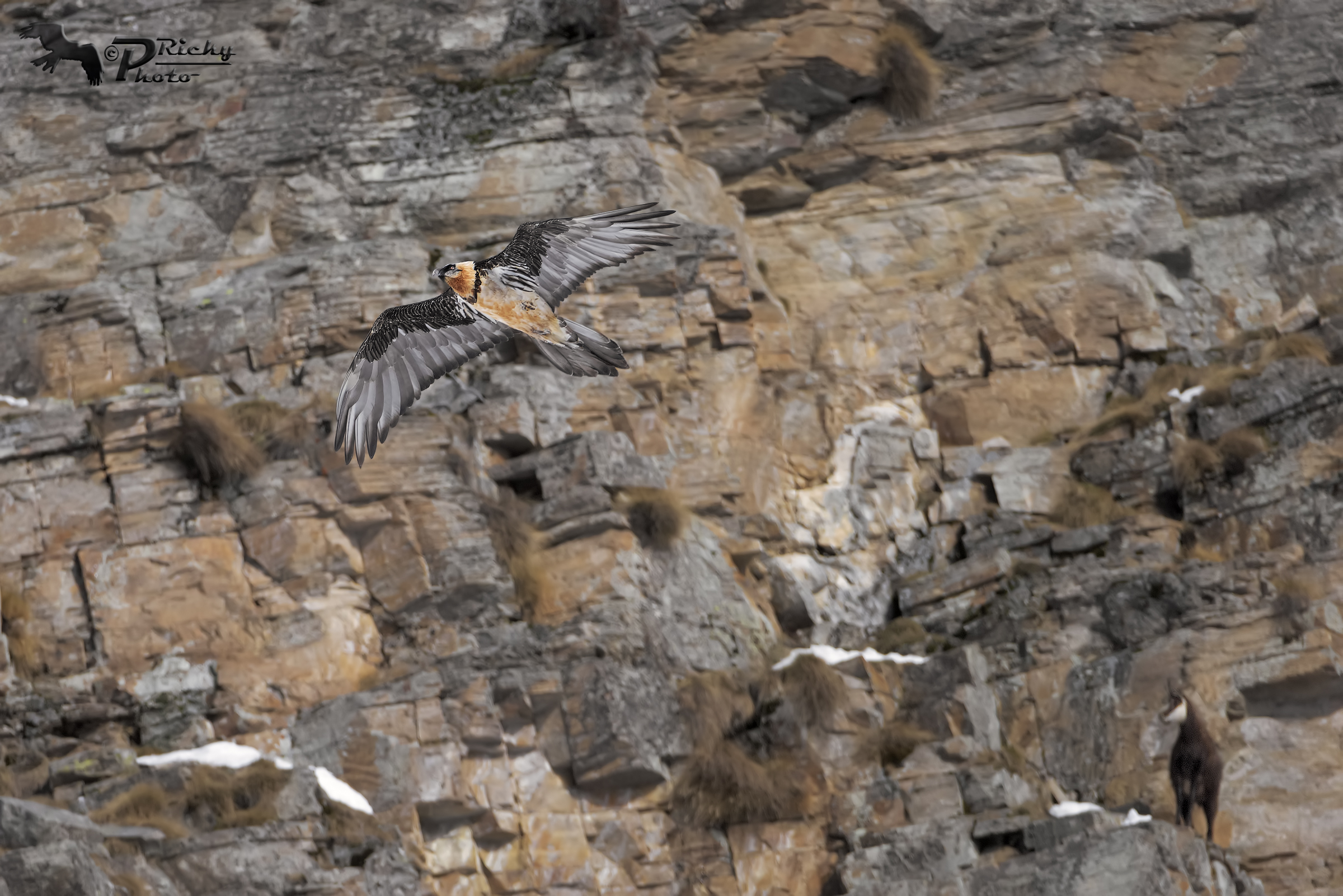 Bearded Vulture Suede!