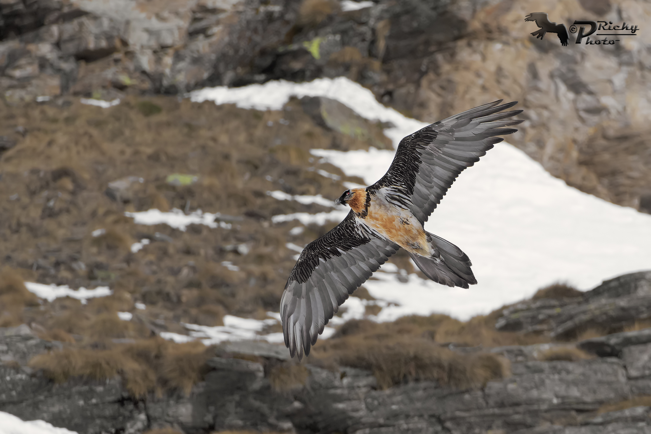 Bearded Vulture