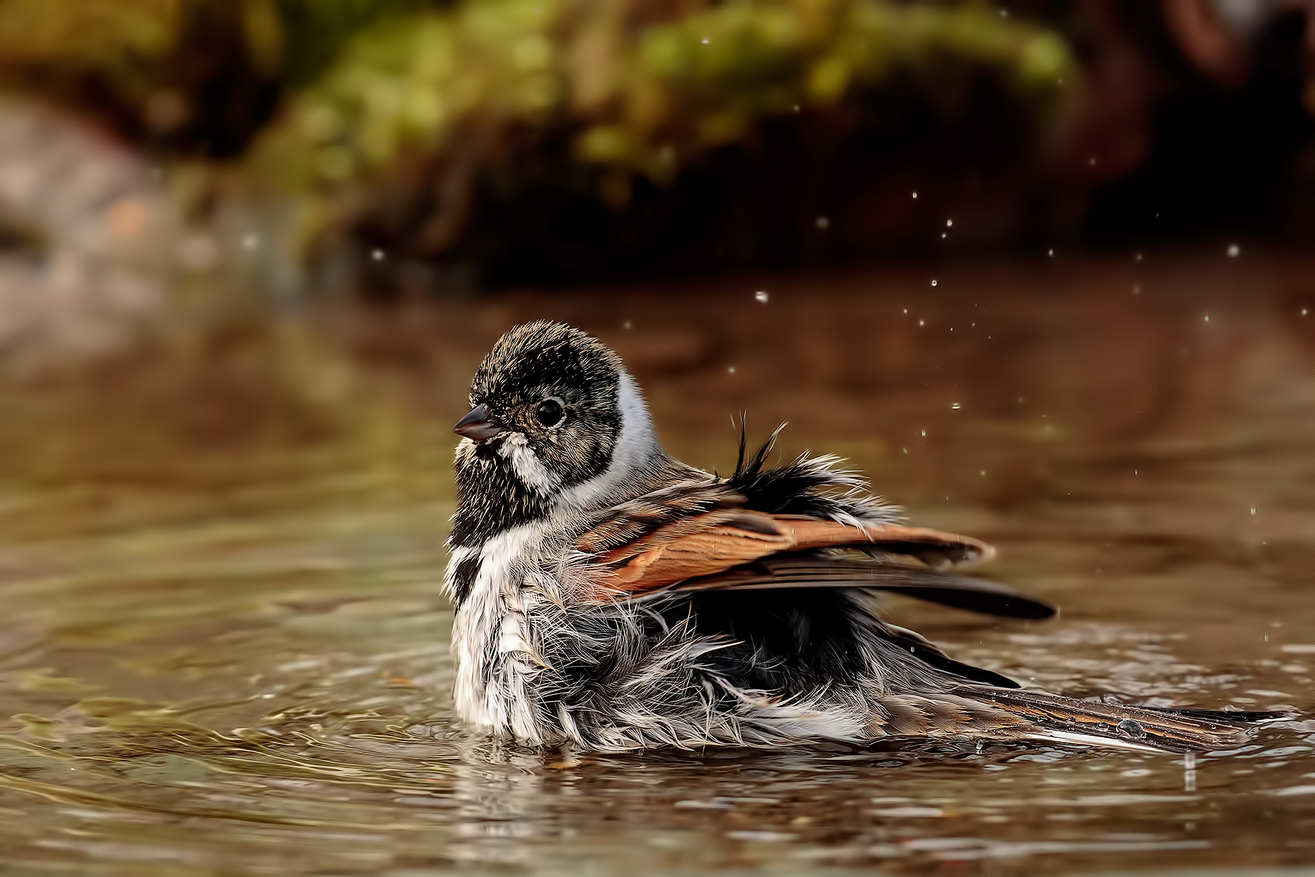 Migliarino di Palude