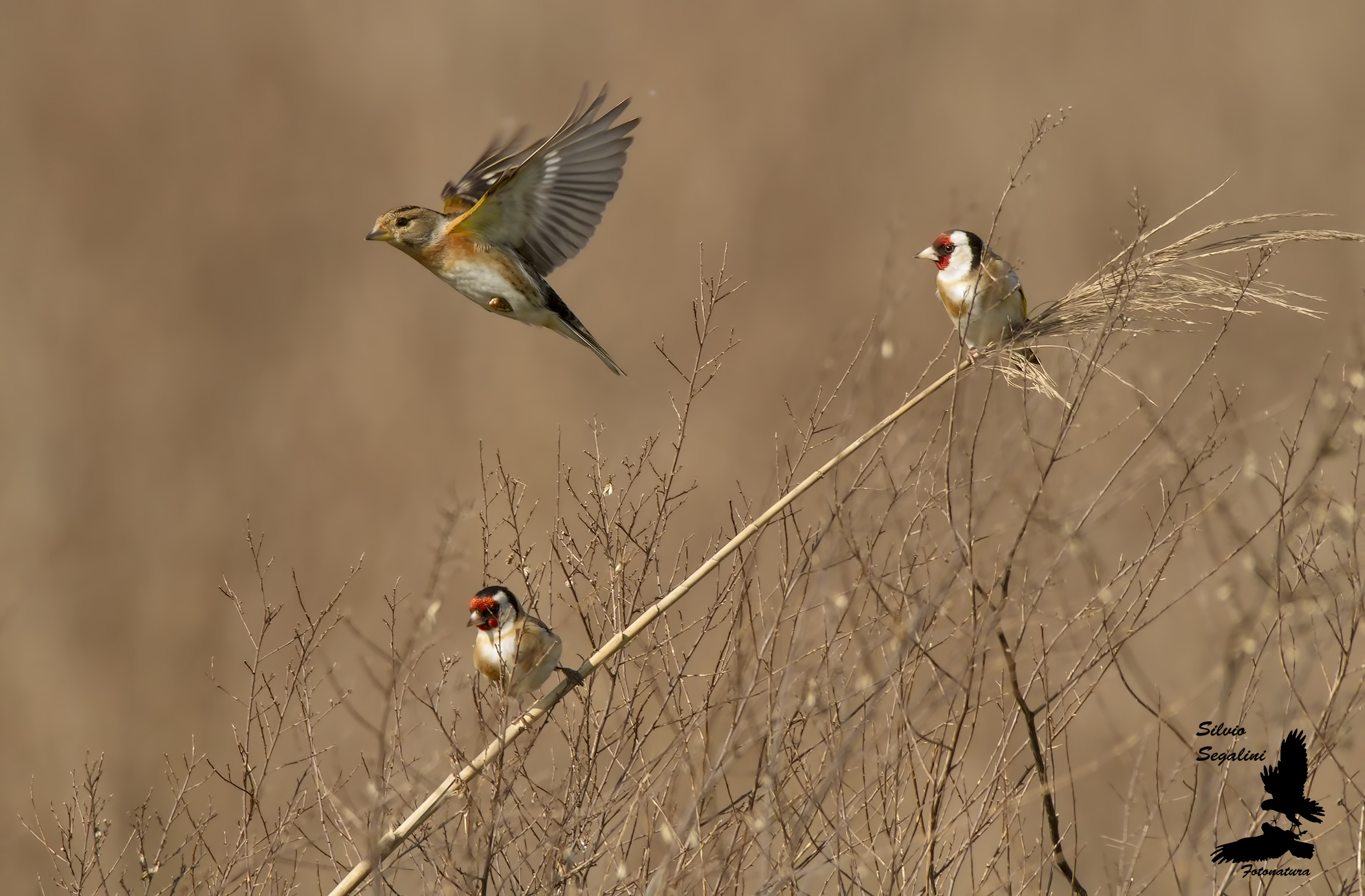 scusate il passaggio