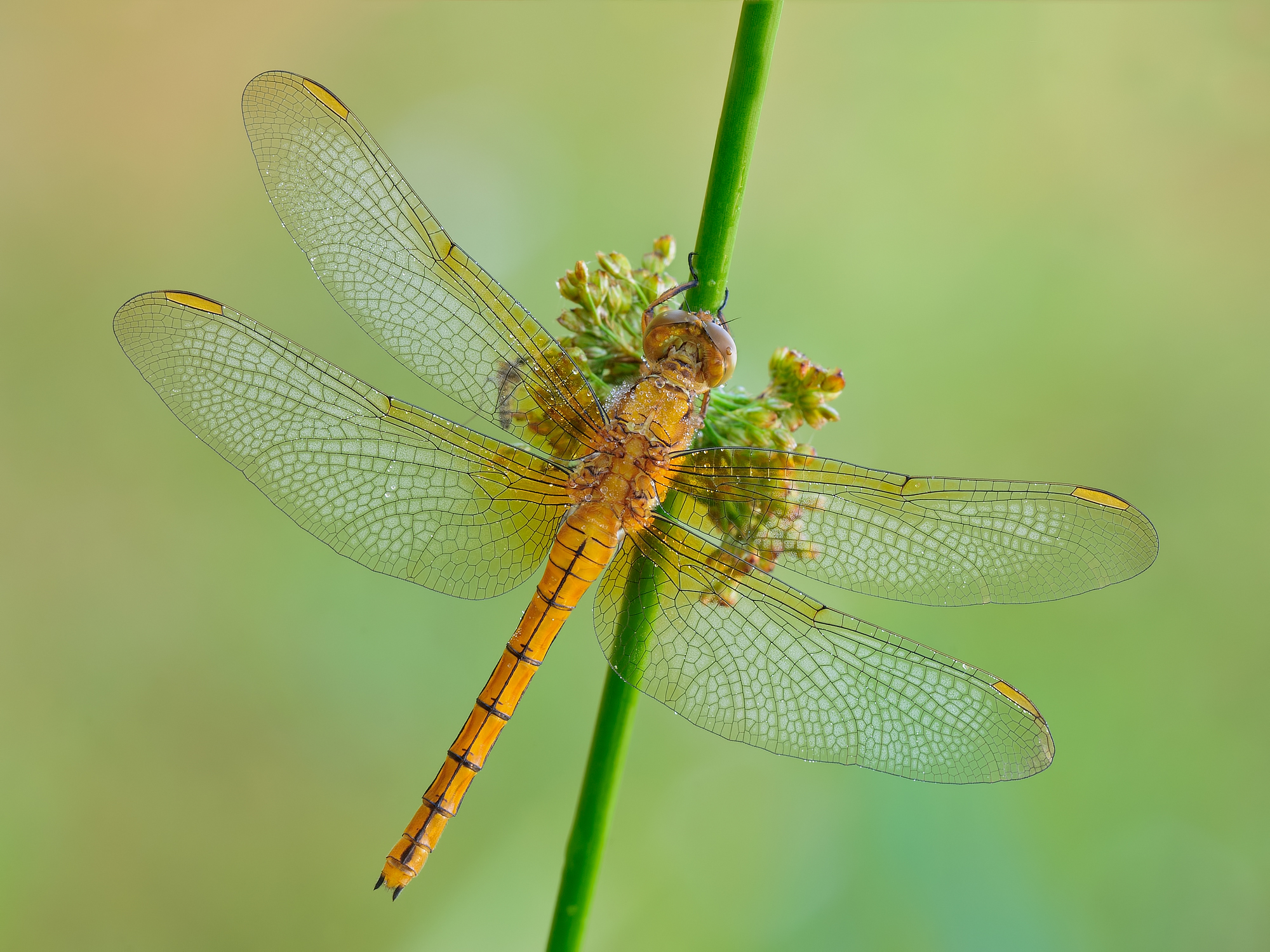 Orthetrum coerulescens - femmina