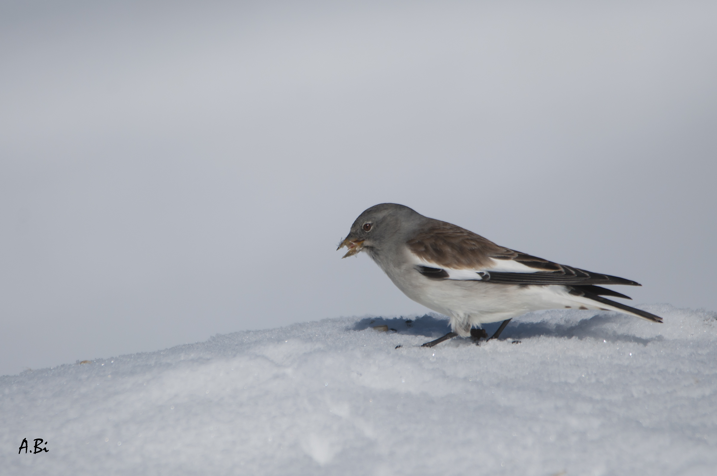 Alpine Chaffinch