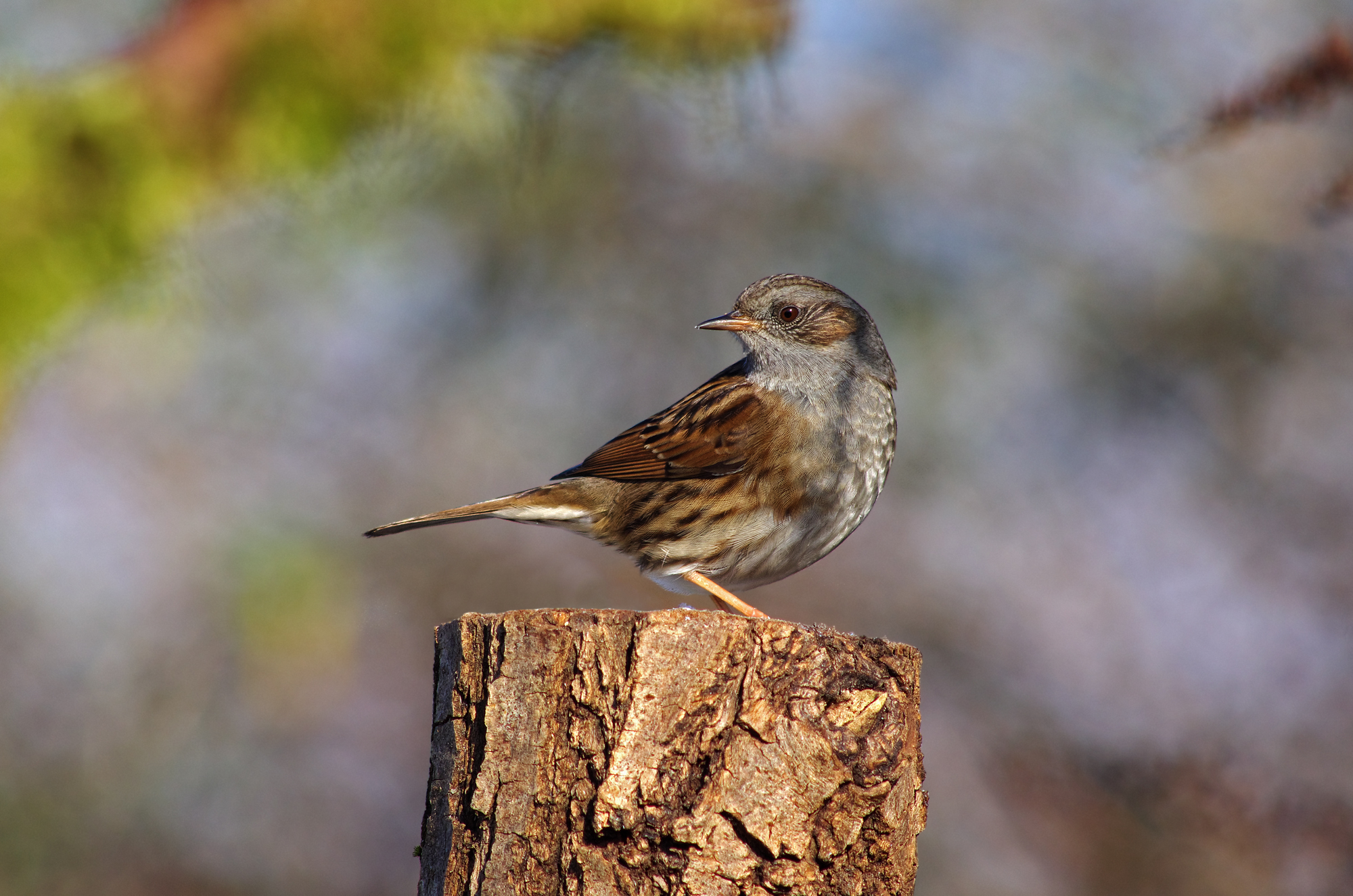 Dunnock