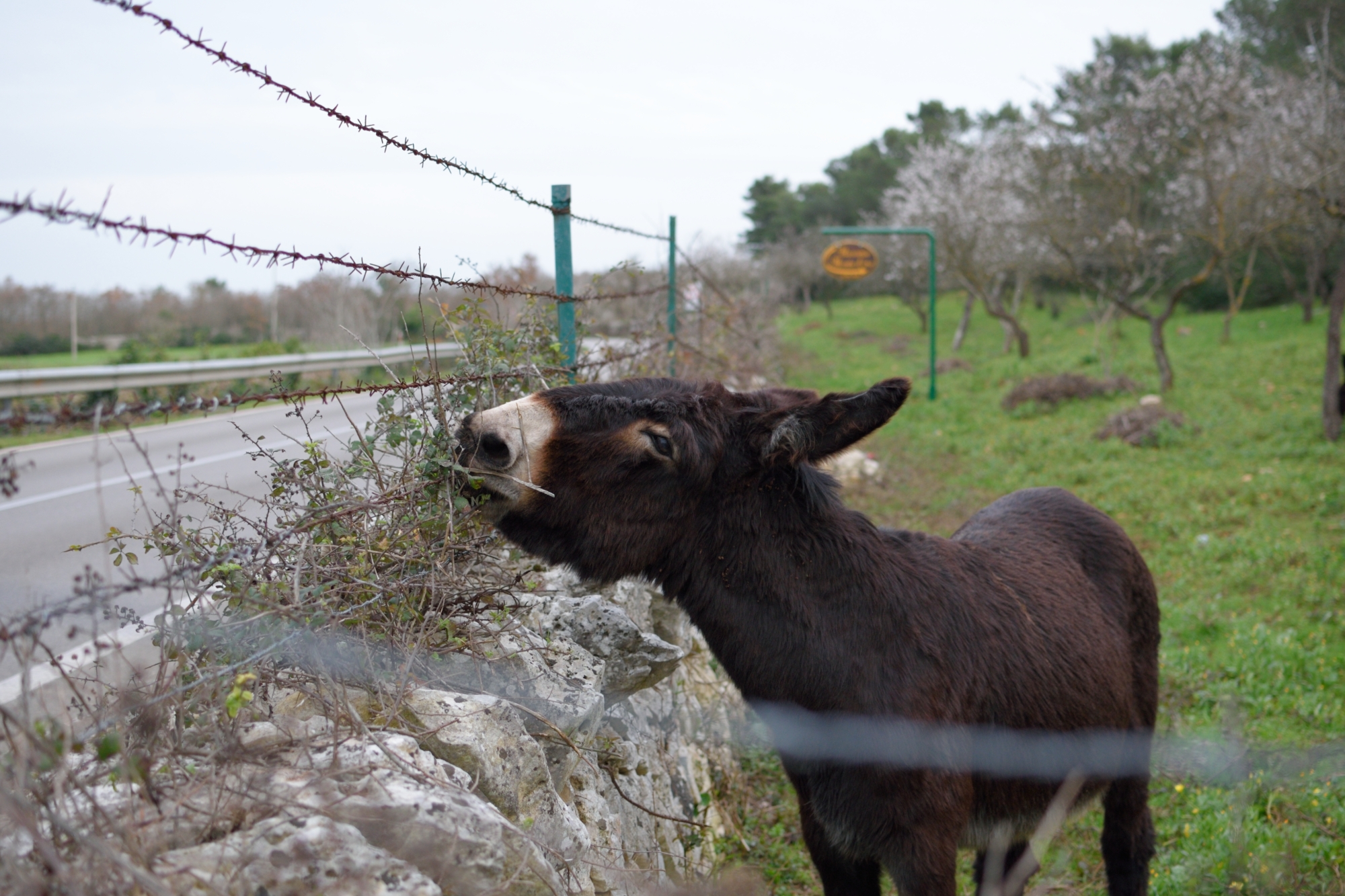 The Donkey Murgia, famous around the world