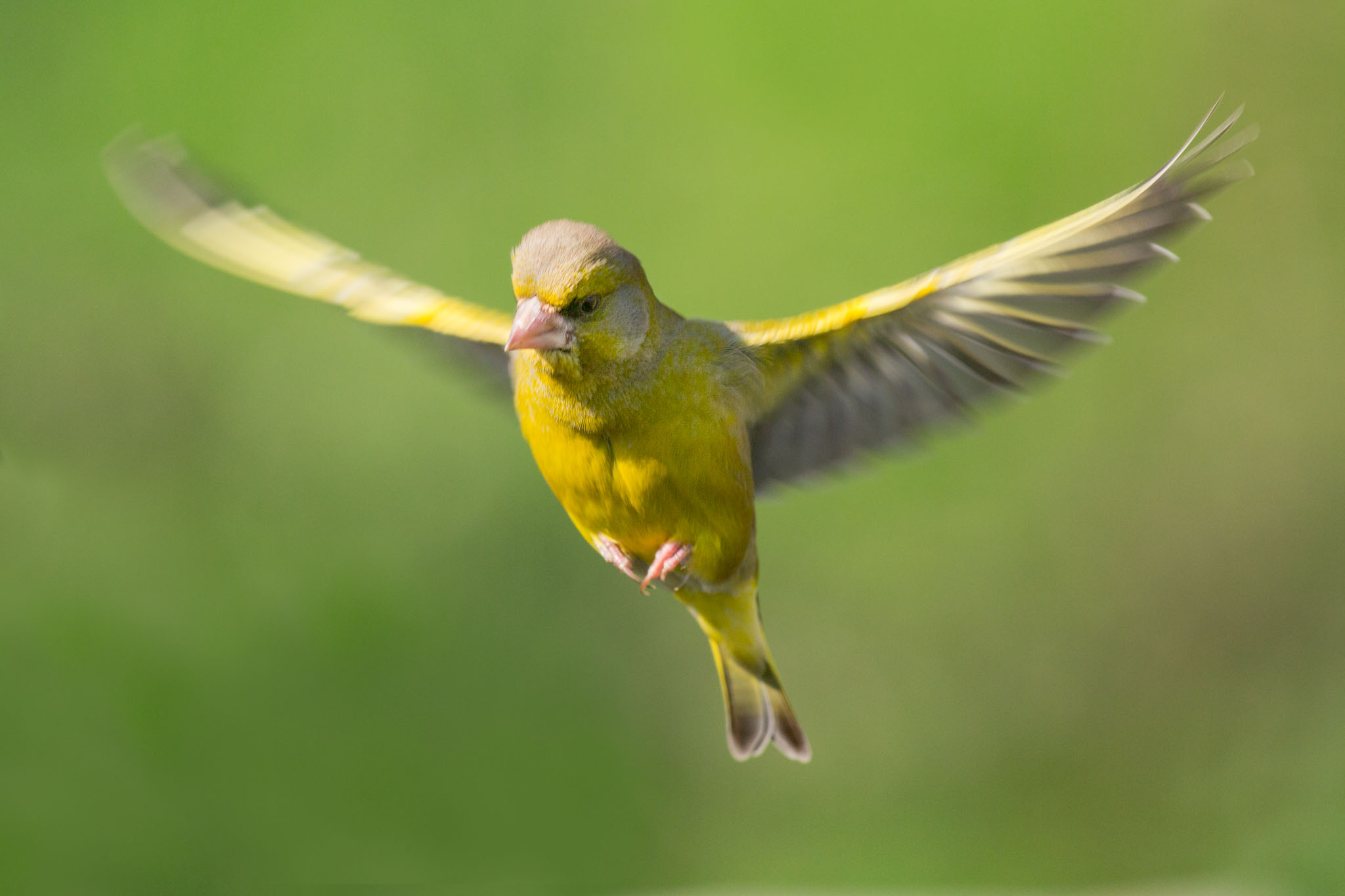 Greenfinch in flight
