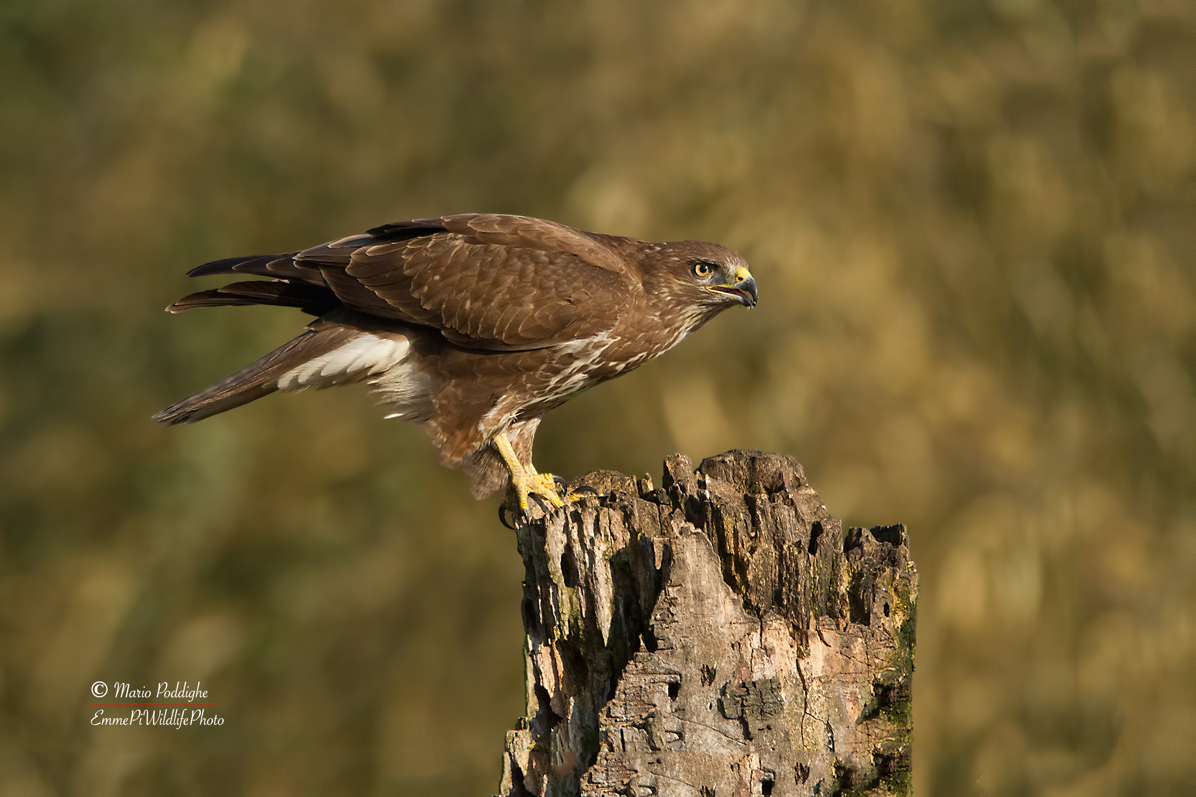 Buzzard