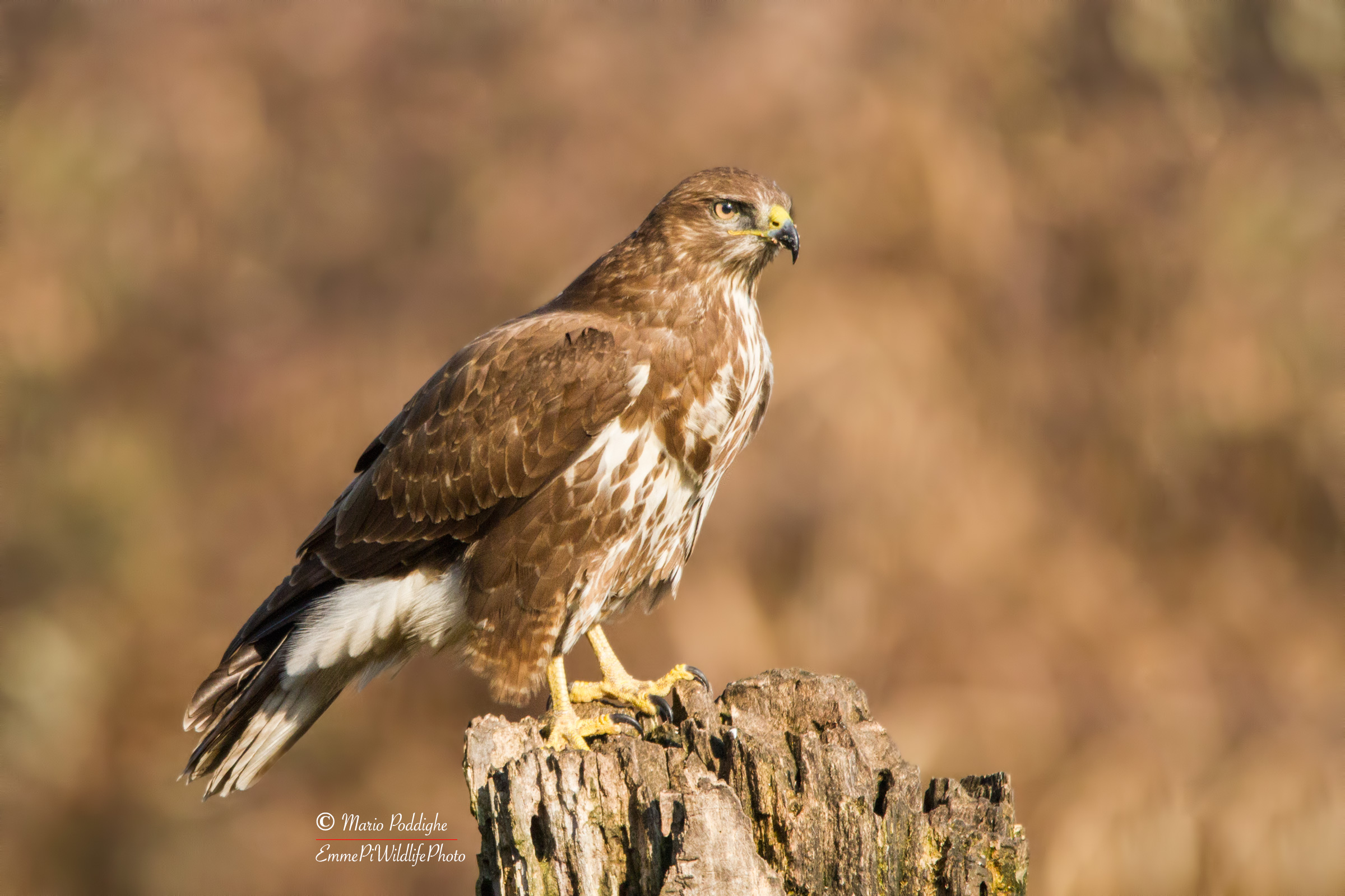 Buzzard