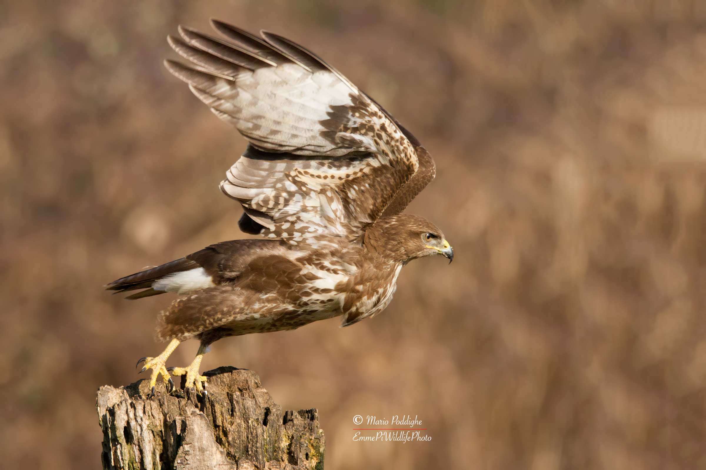 Buzzard