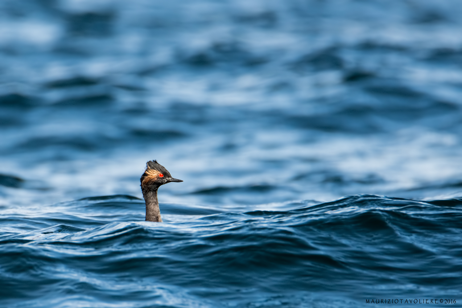 Svasso piccolo in lago mosso ..