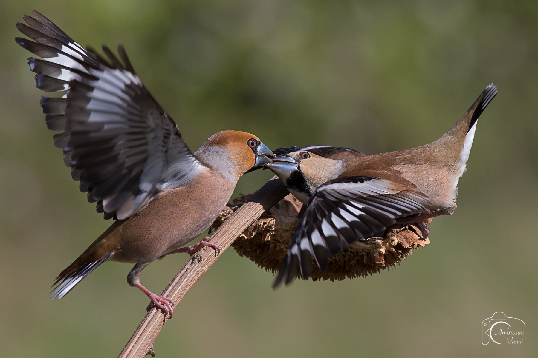 Il bacio con lingua ;)
