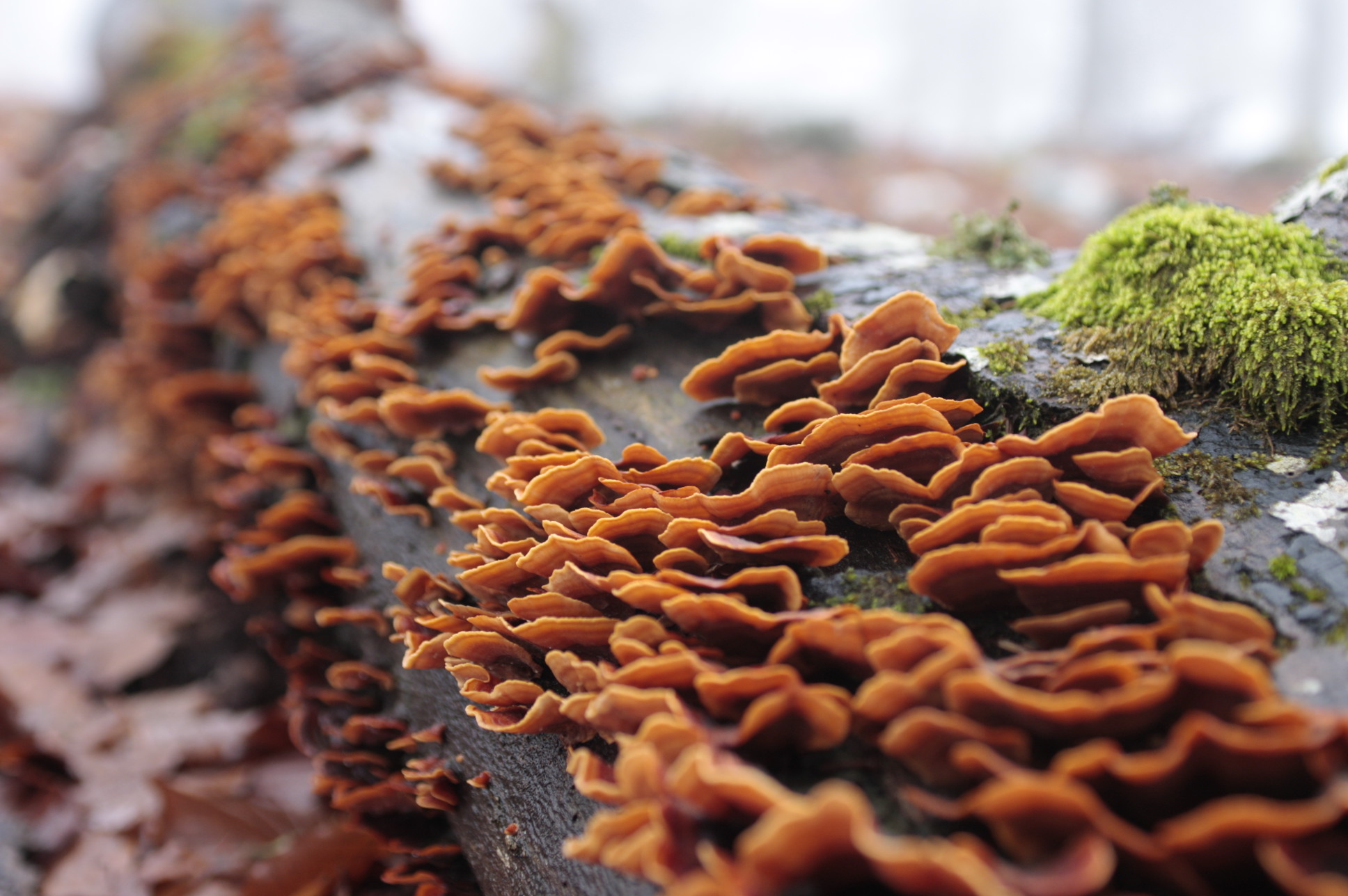 L'inverno che non c'è