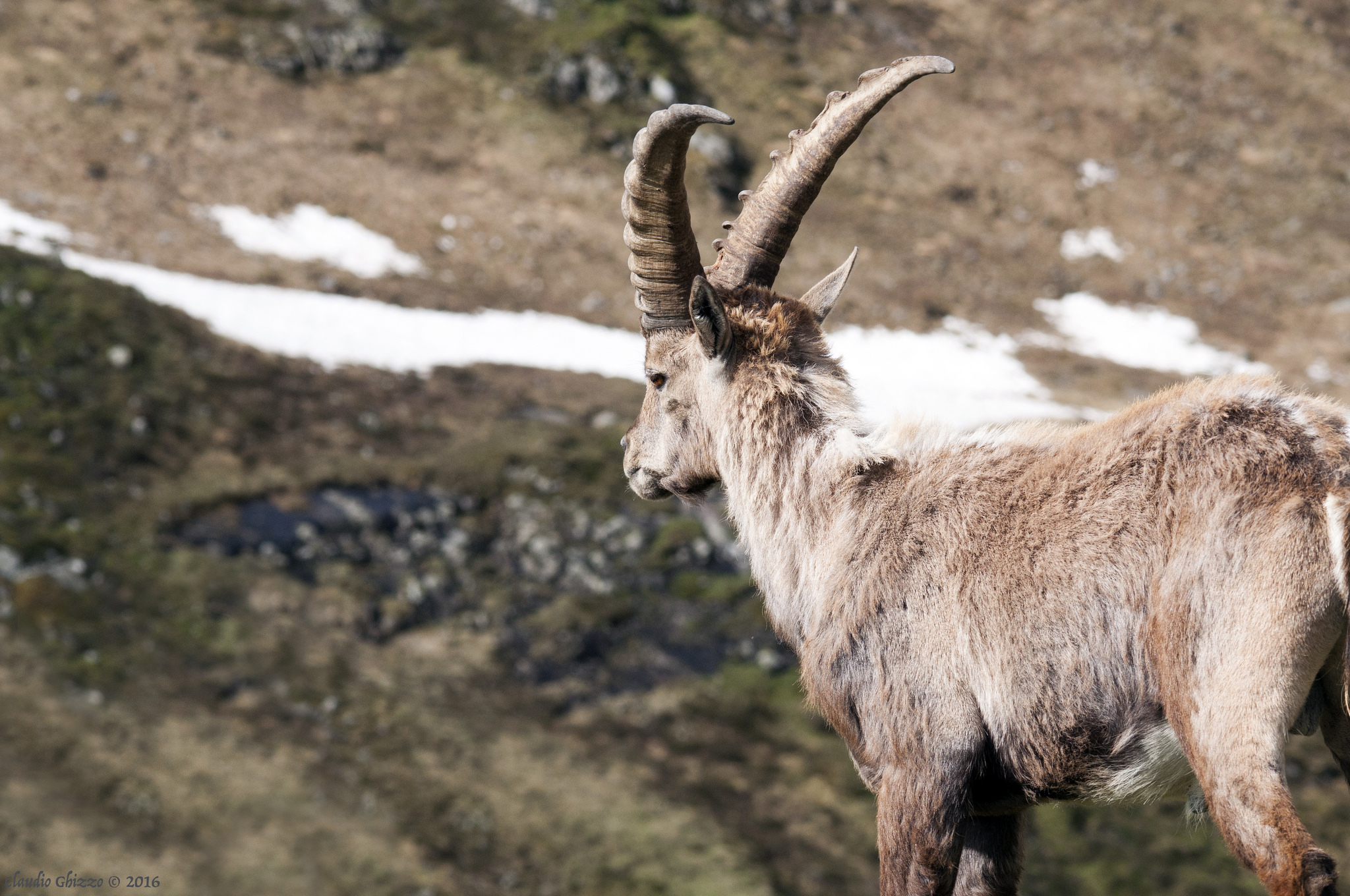 Stambecco delle Marmarole