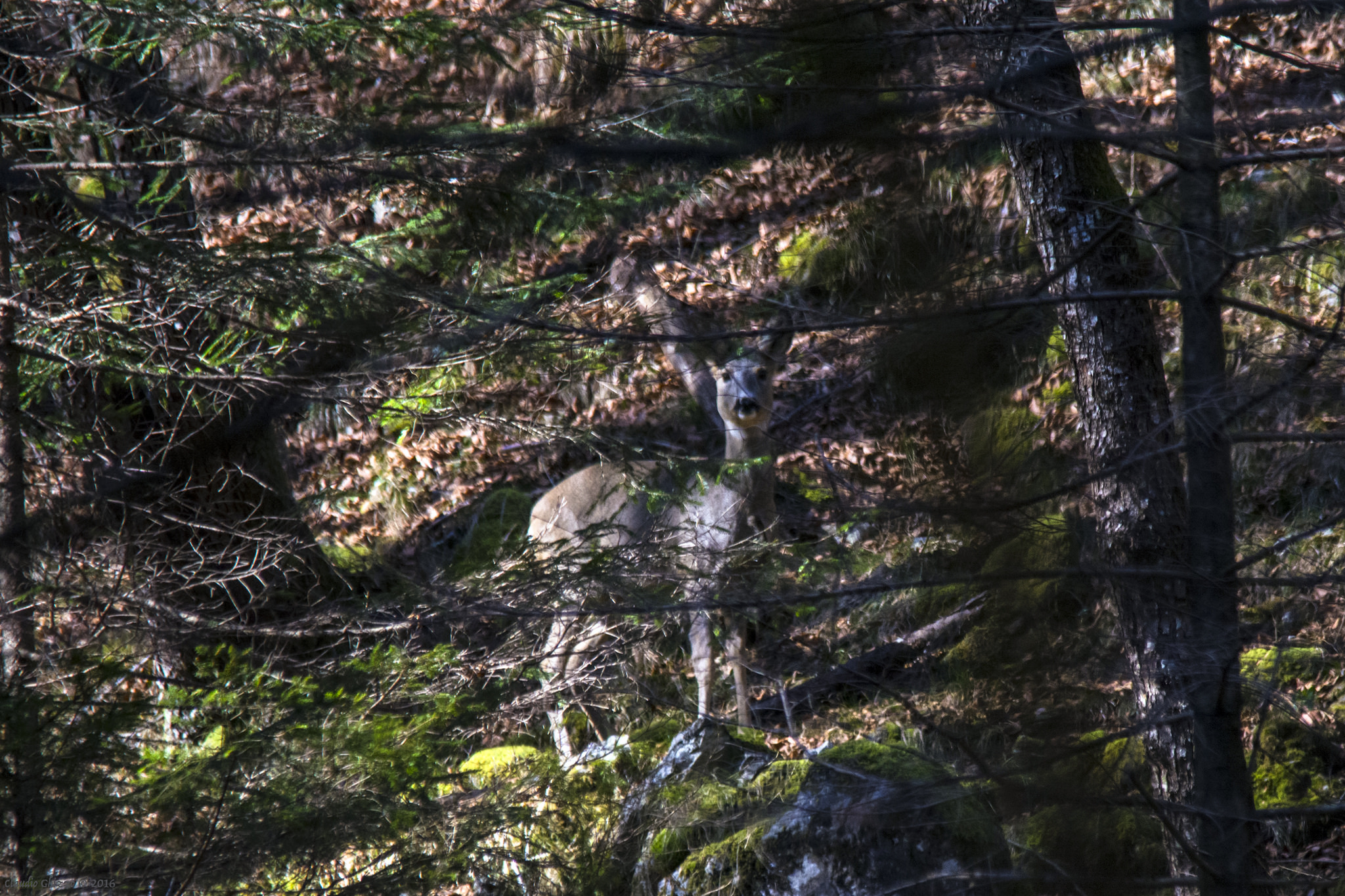 Dietro un velo di rami e foglie