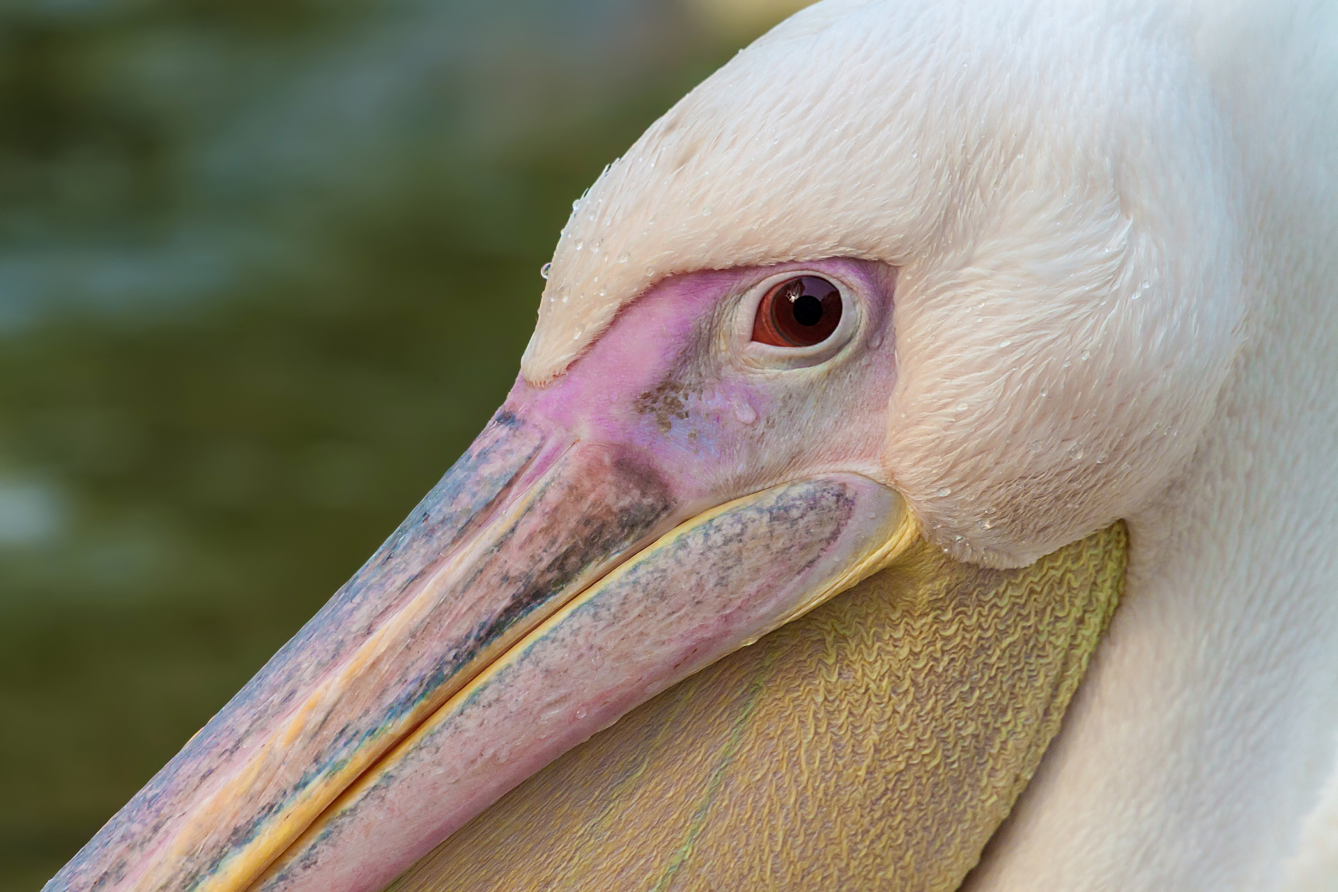 White Pelican