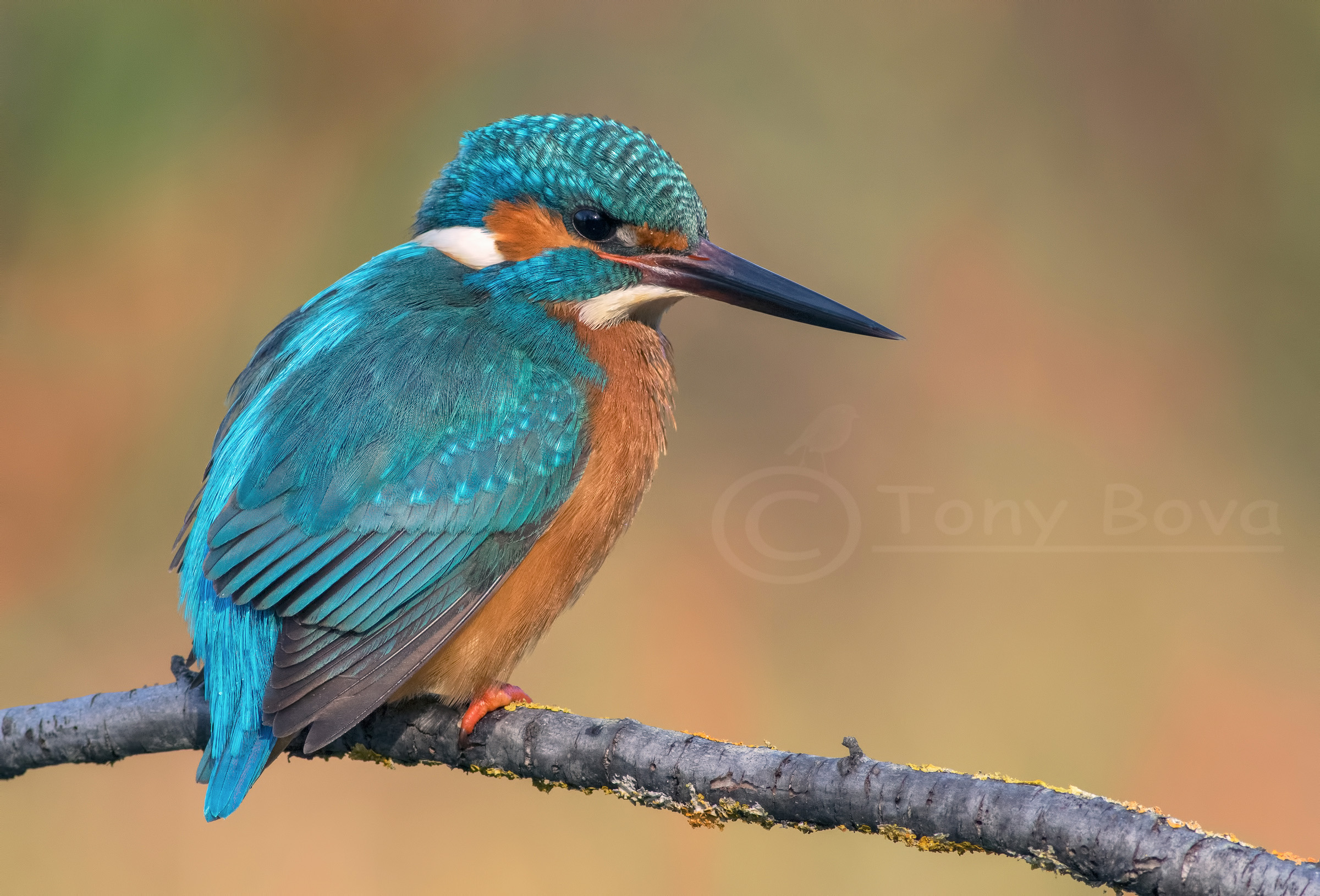 Sempre lui .... KIngfisher