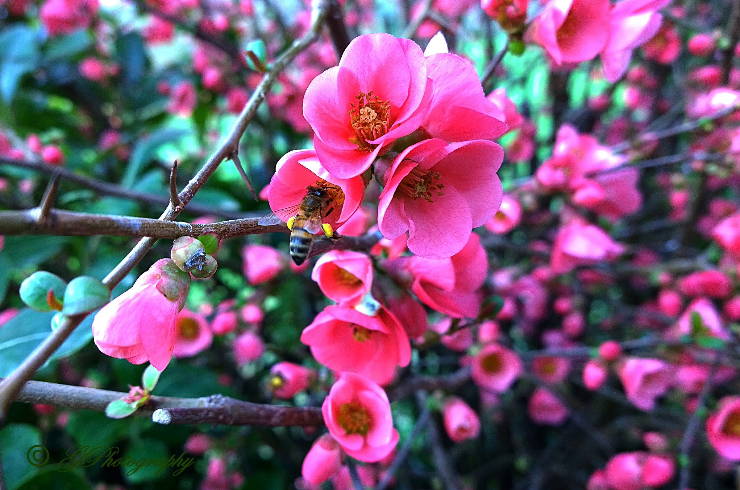 The Ape and the Japanese