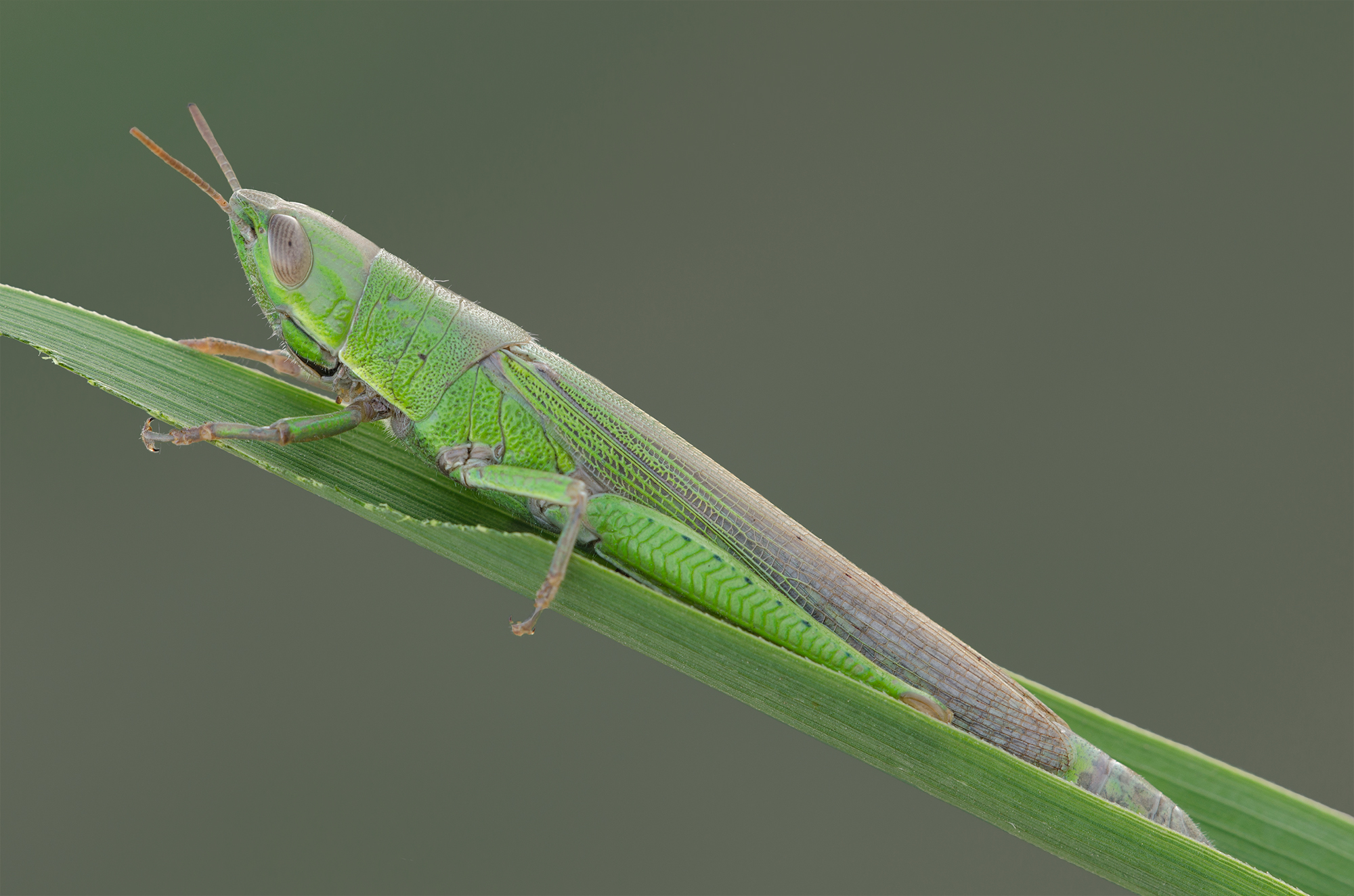 Pyrgomorpha conica (Pyrgomorphidae)