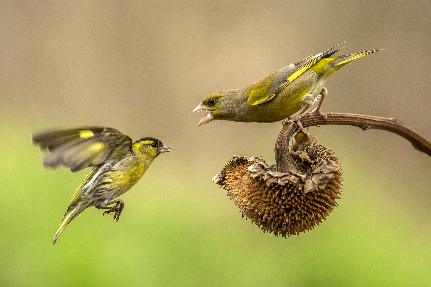 brave Siskin