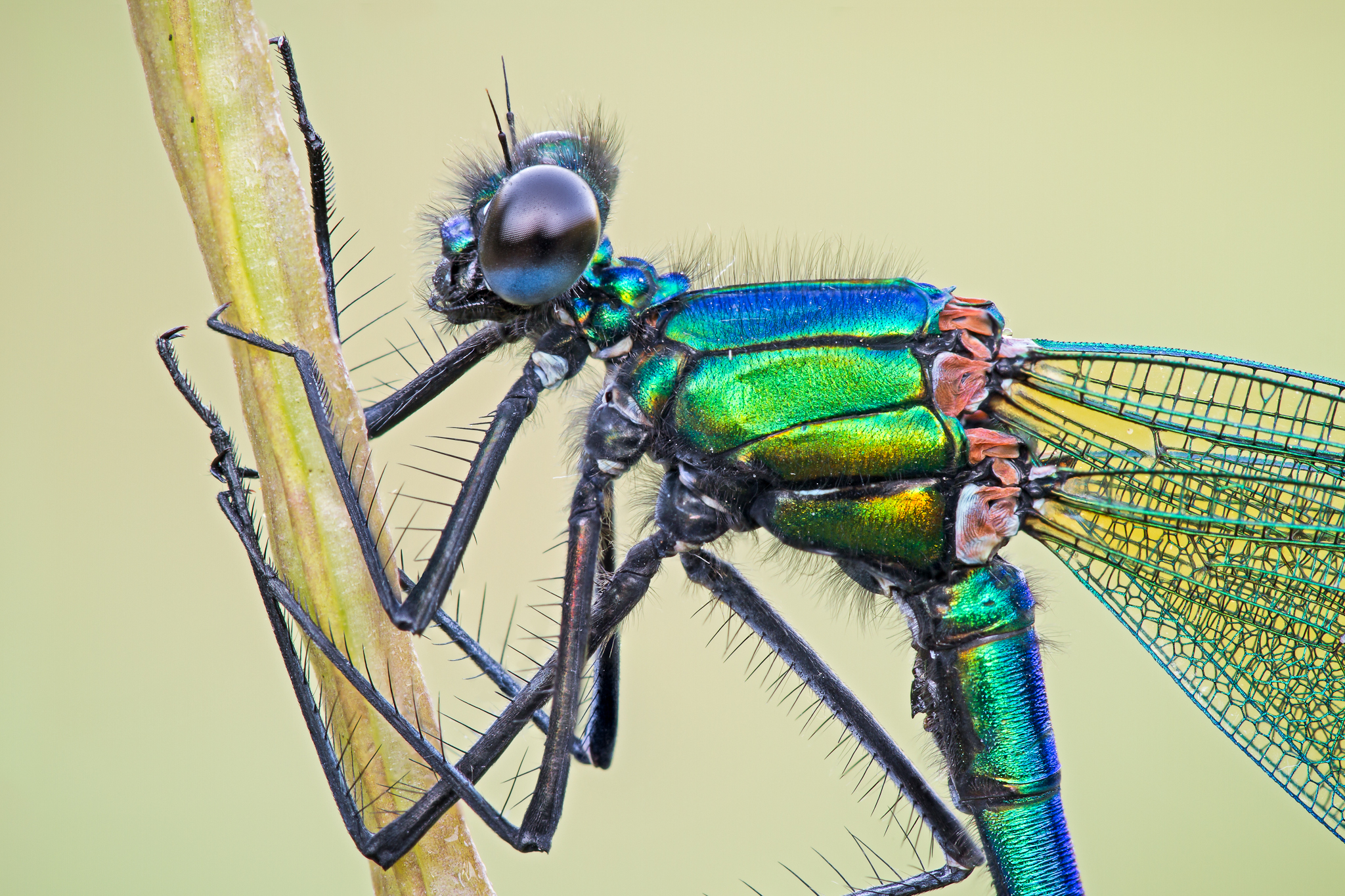 Calopteryx splendens
