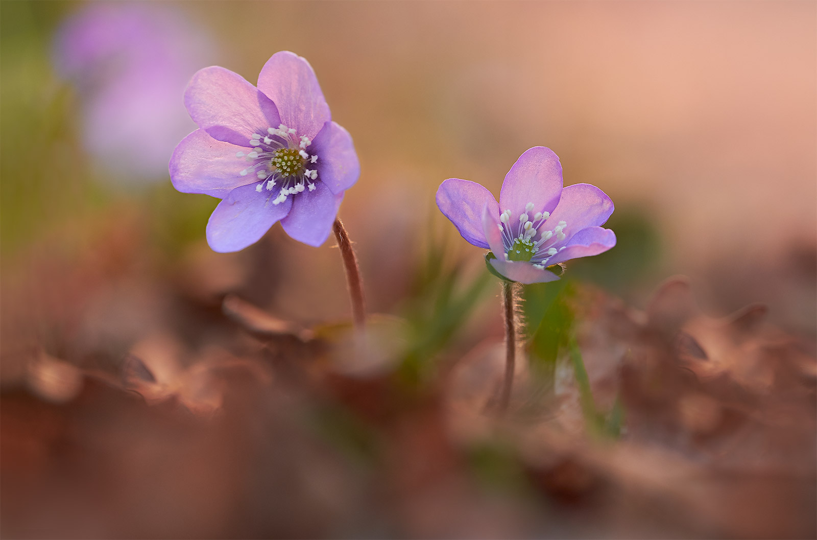 Hepatica nobilis