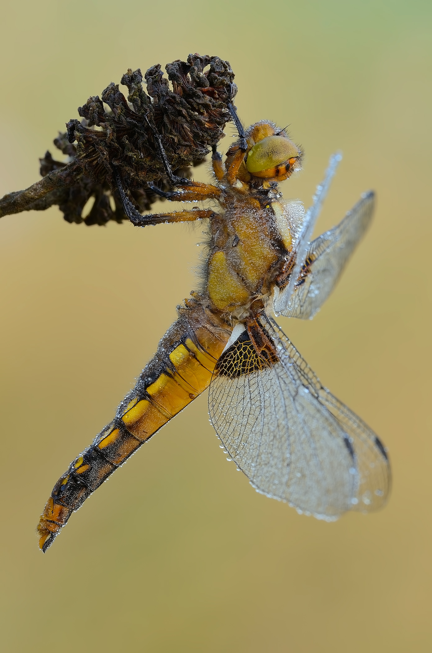 Libellula depressa ( maschio immaturo )