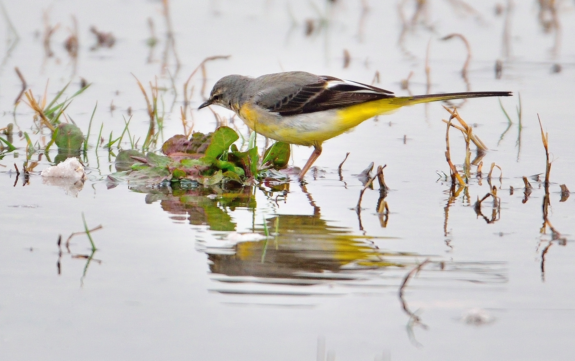 yellow wagtail (Motacilla flava)