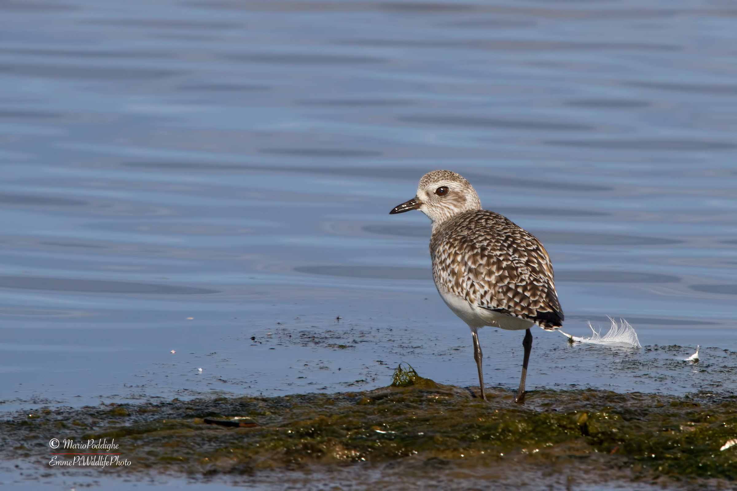 Grey Plover