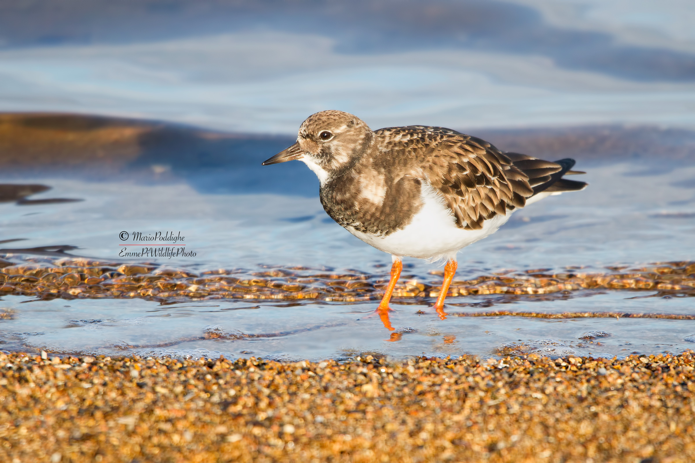 Turnstone