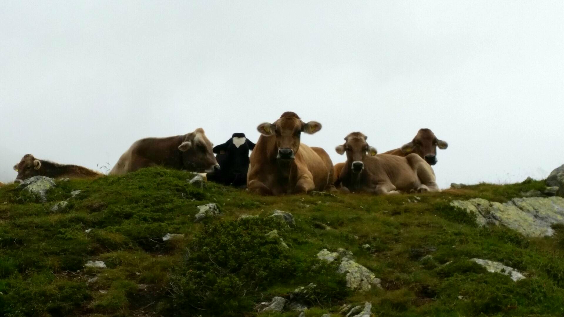 Mucche al pascolo -Valtellina