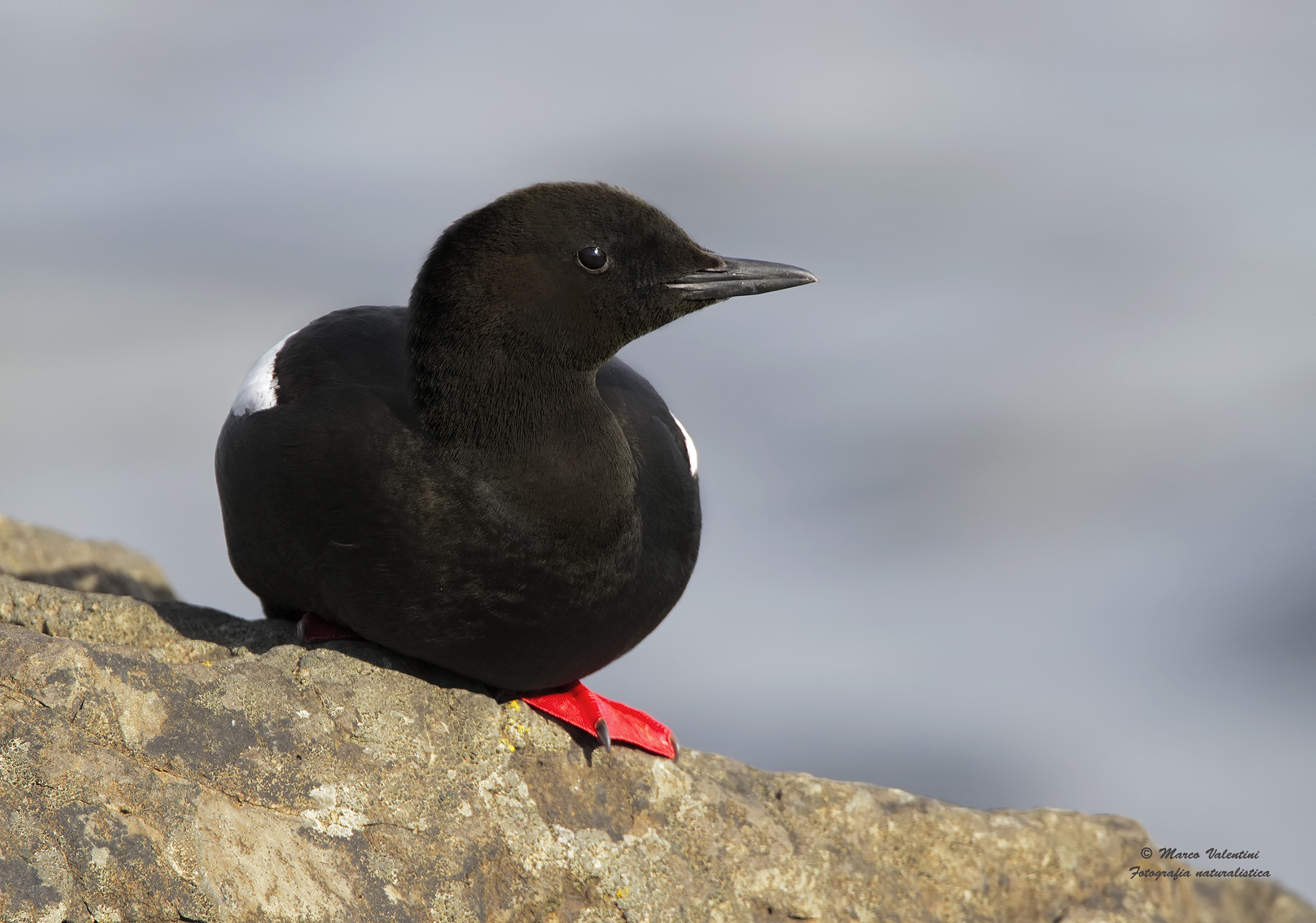 Black in photography