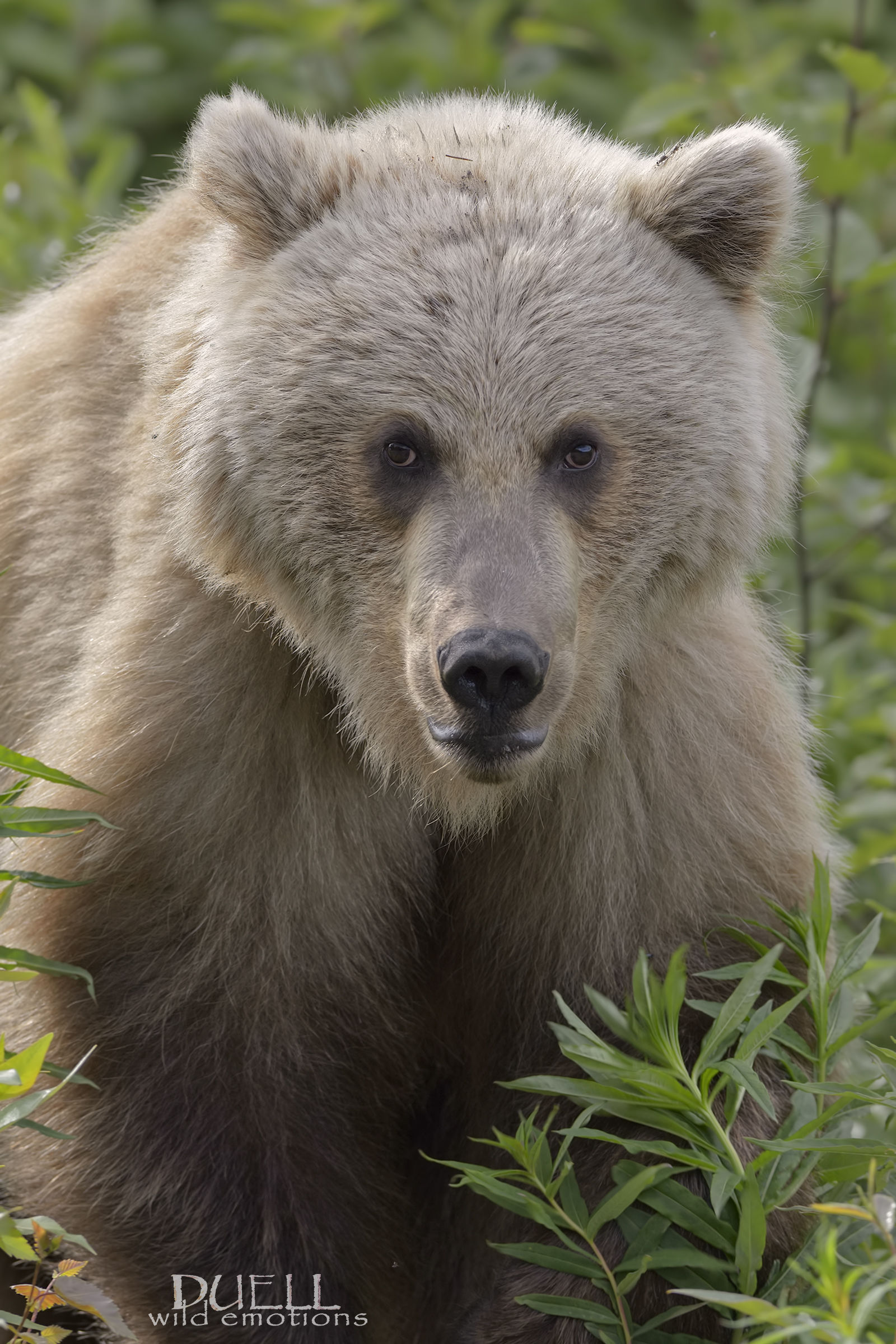 Denali bear