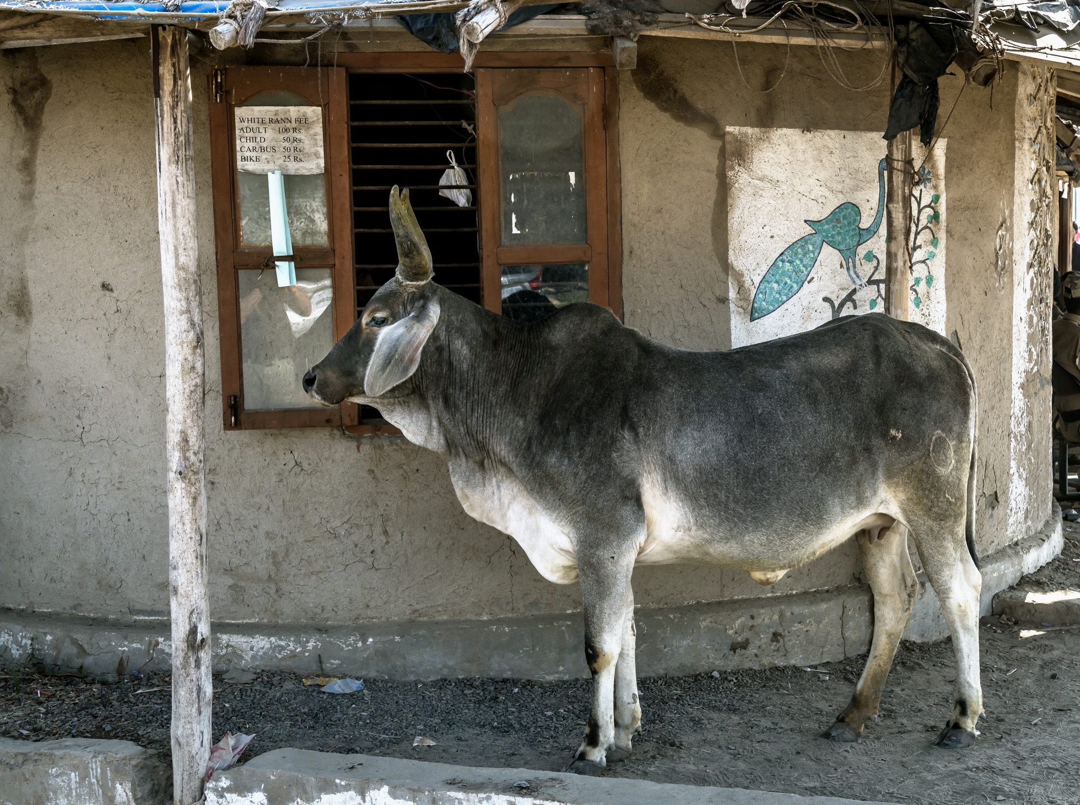 Gujarat 2015 - Per strada