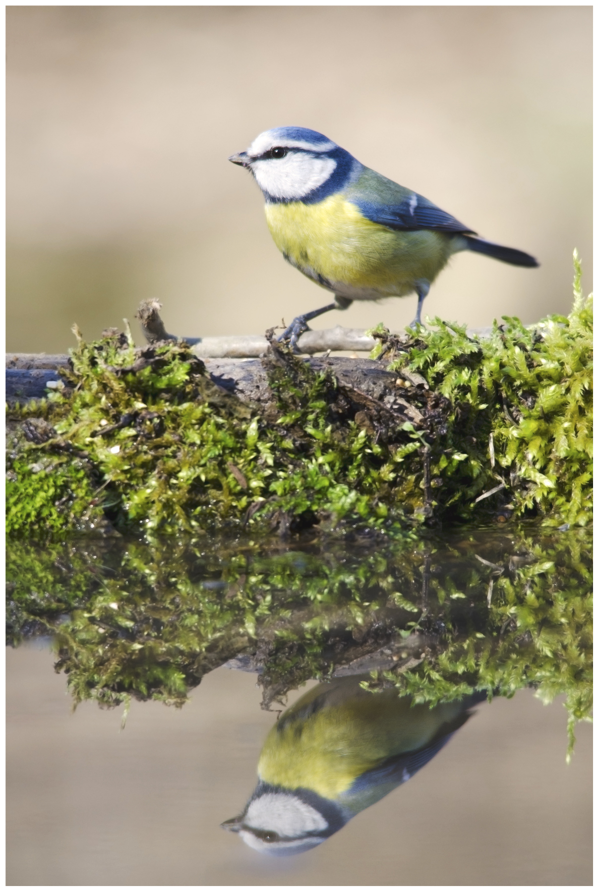 Cinciarella riflessa