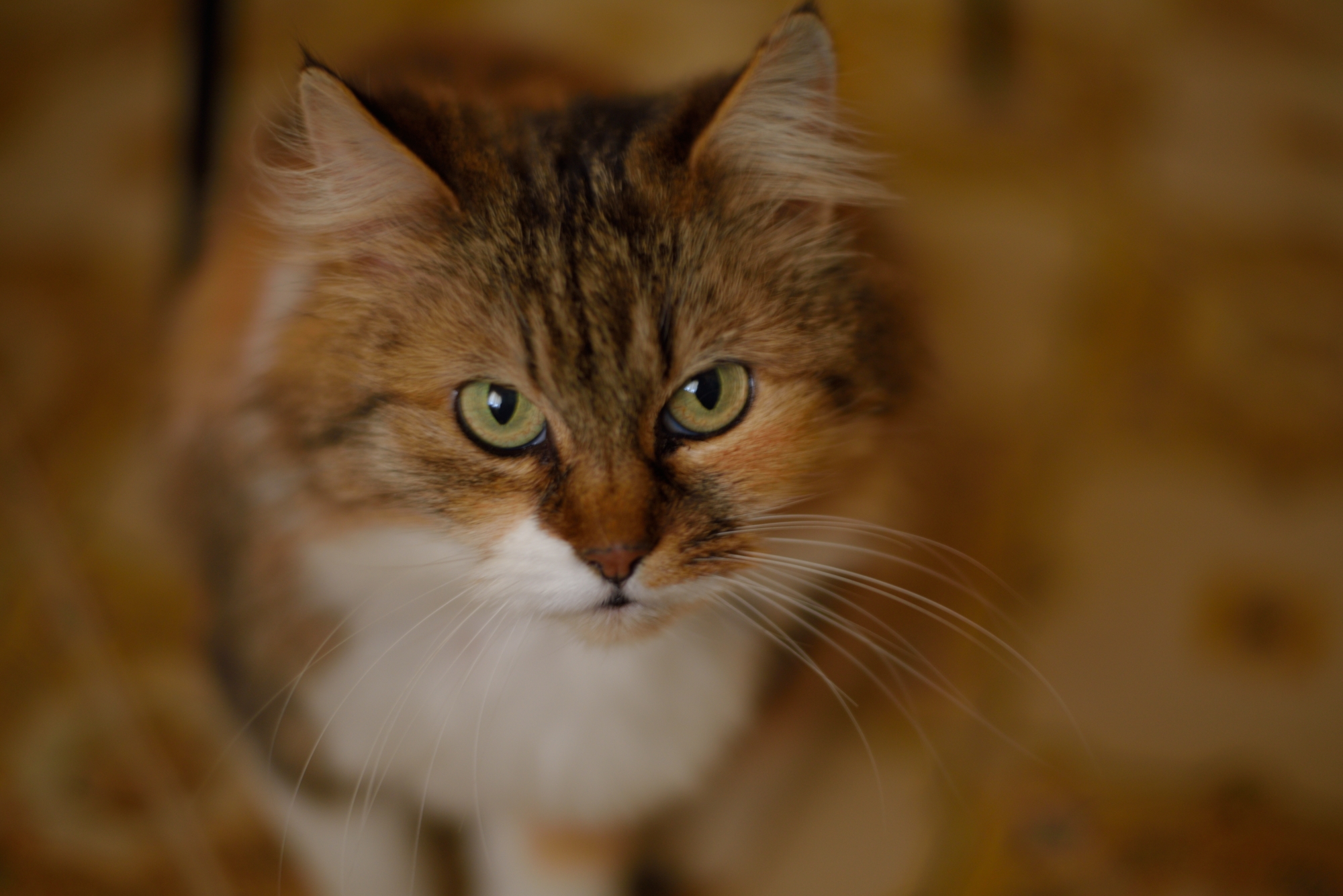 My cat named Ya 'Ya'