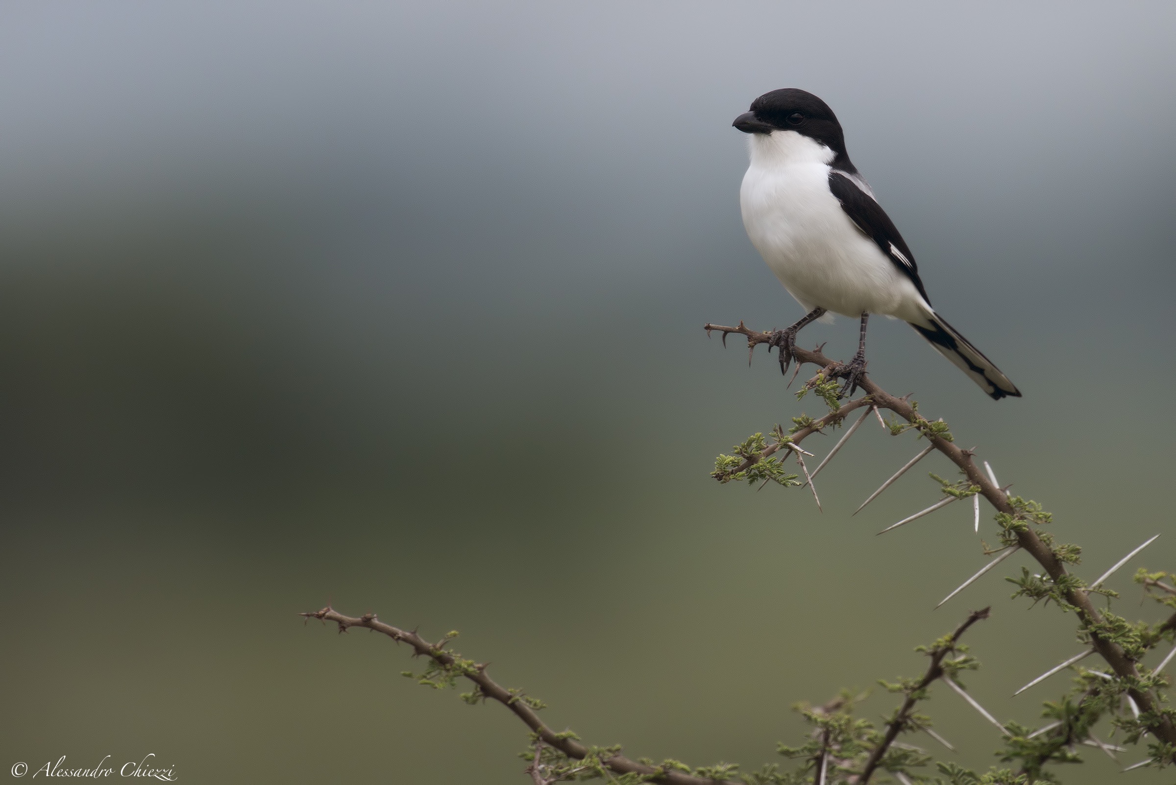 Shrike Taita