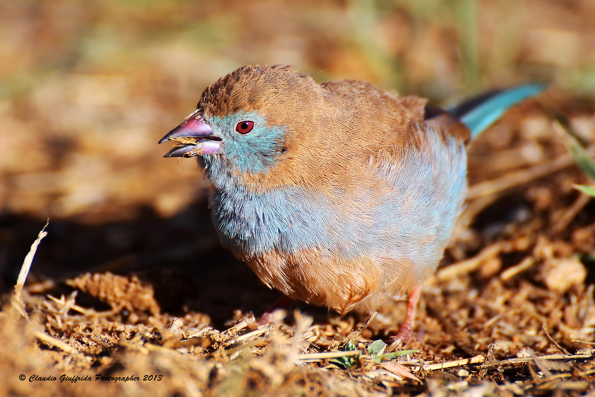 Ureaginthus angolensis