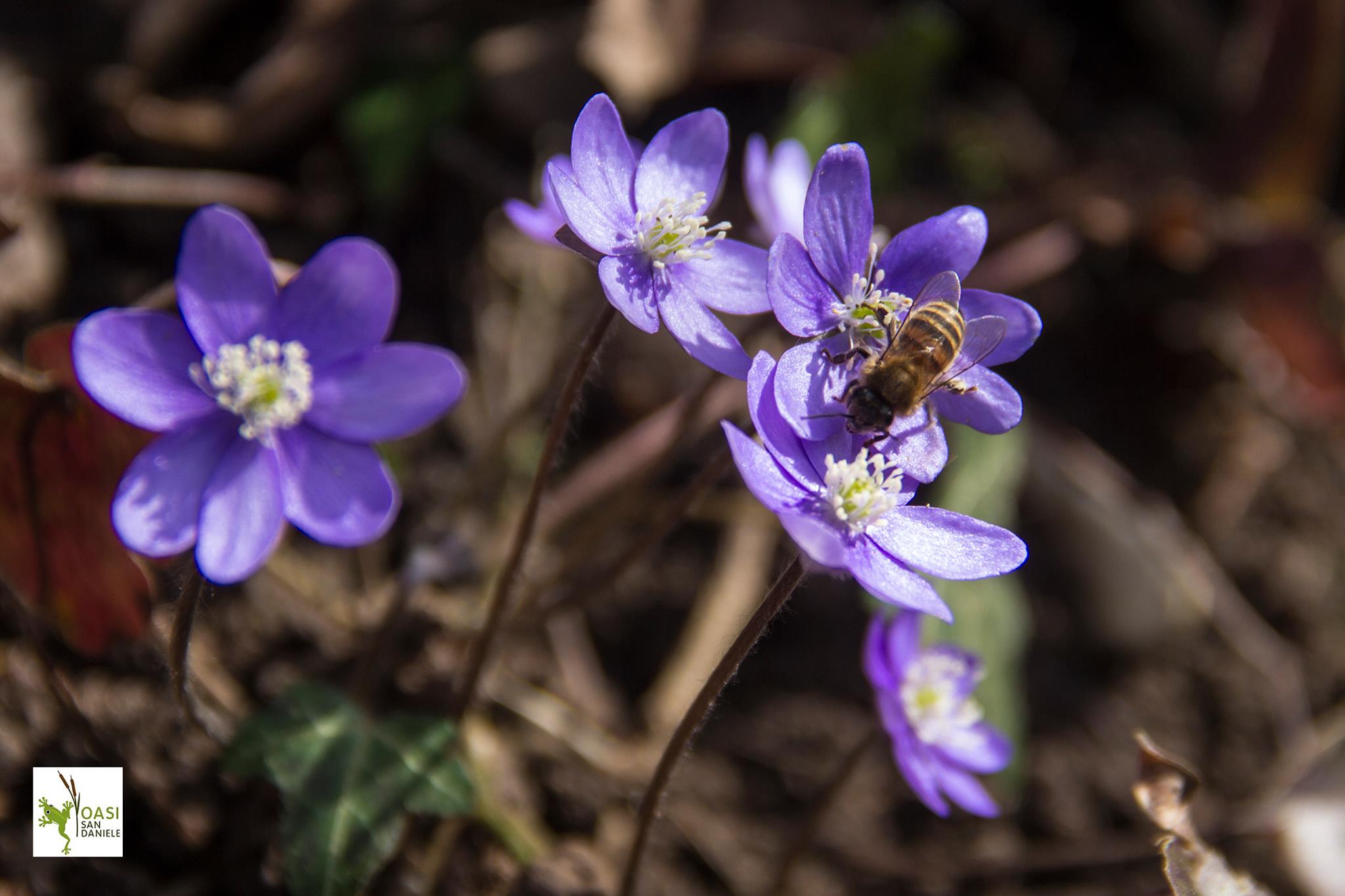 Hepatica Nobilis