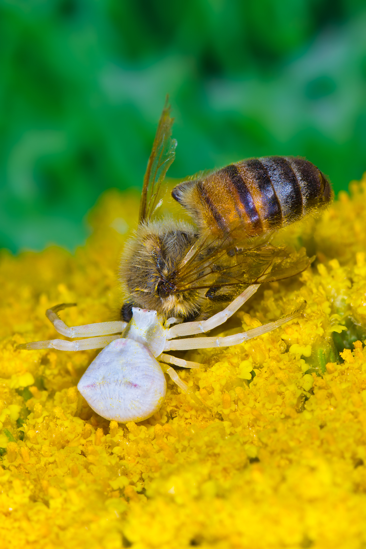 Flower Crab Spider & Bee