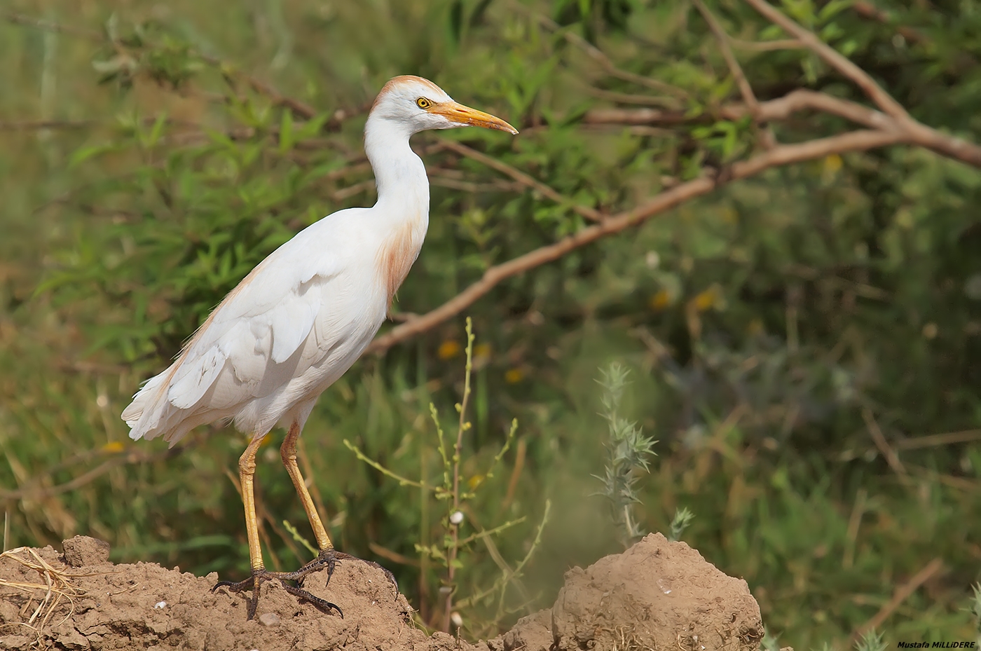 Western Cattle Egret ...
