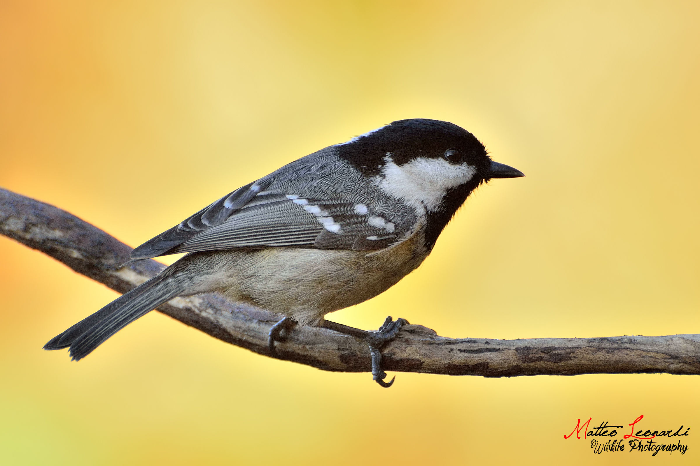 Cincia Mora - Alpi Apuane