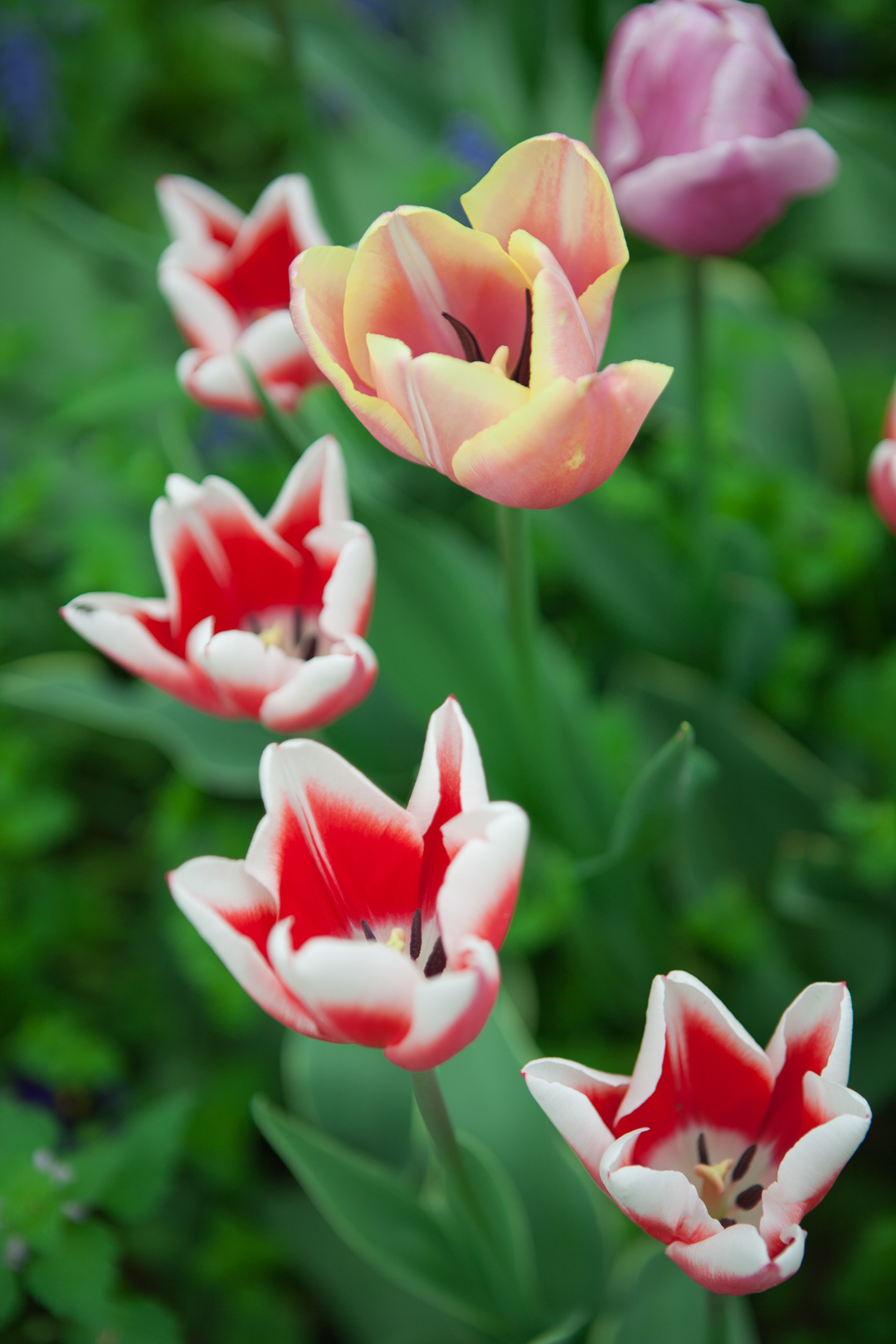 Tulip3