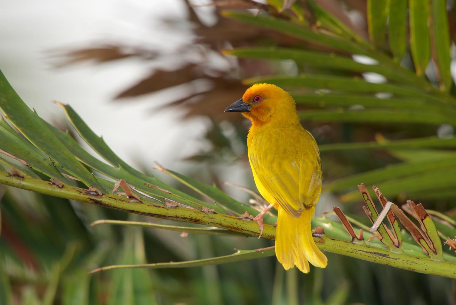 Weaver (Weaverbird) - Tanzania