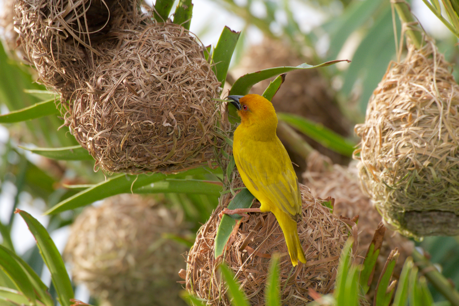 Weaver (Weaverbird) - Tanzania