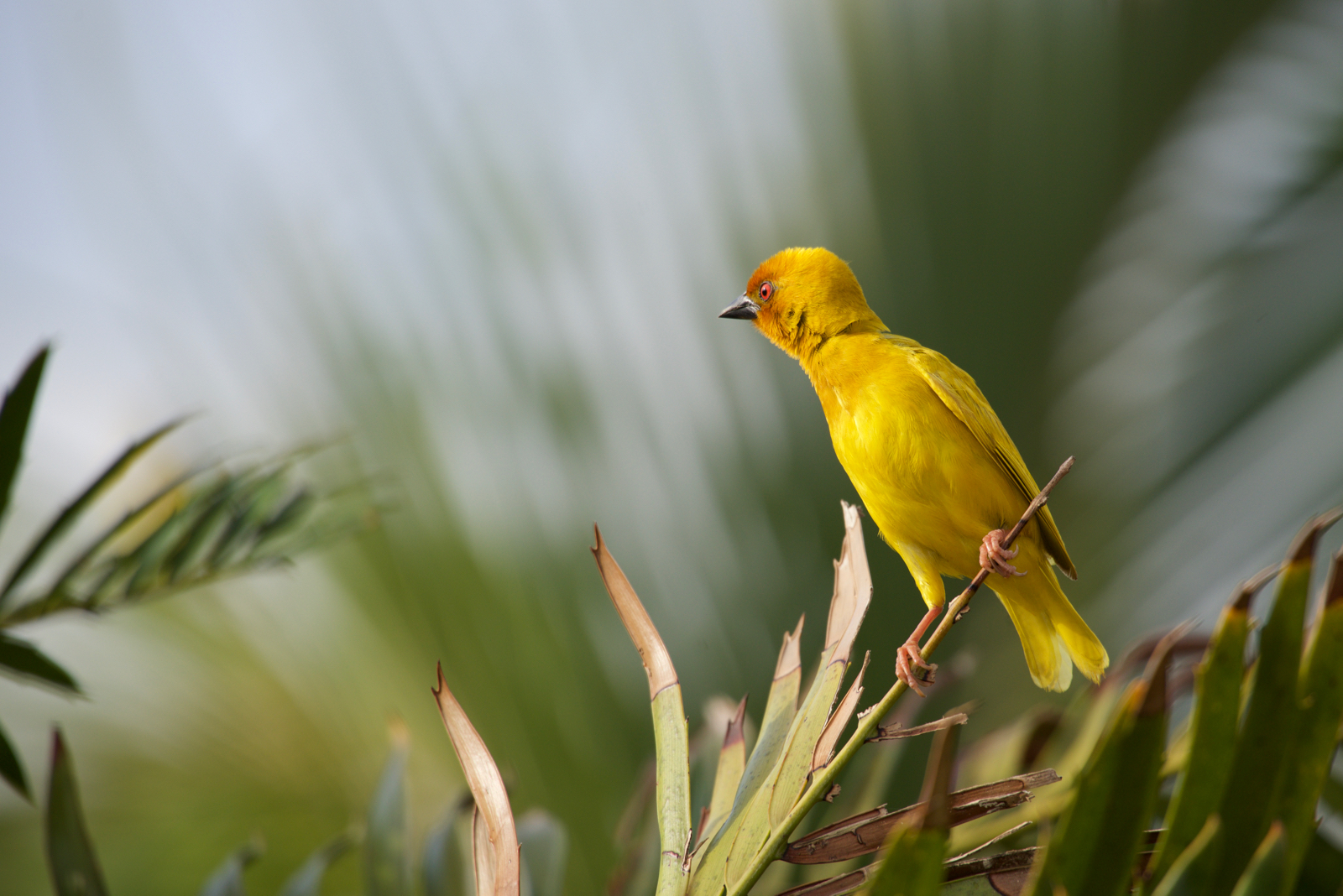 Weaver (Weaverbird) - Tanzania