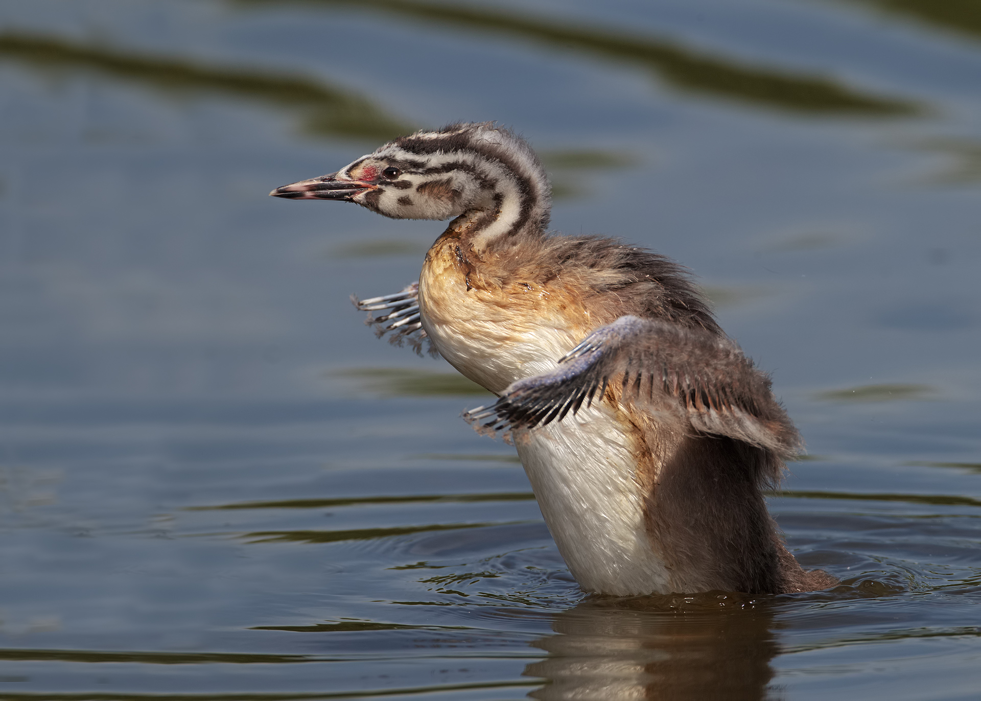 Mom also looks I've learned to flap its wings