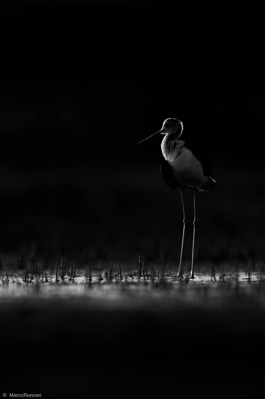 knight of Italy backlighting