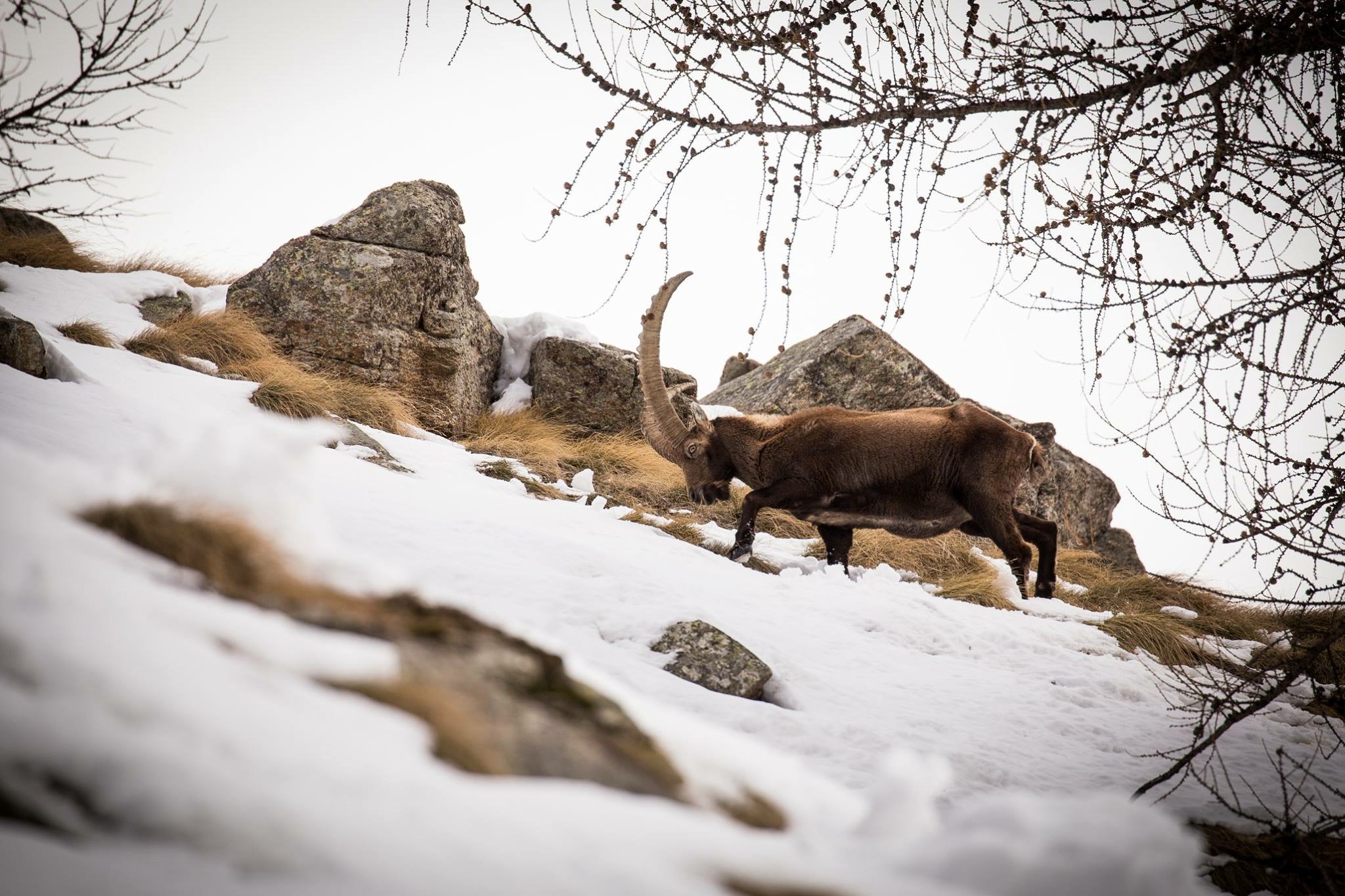#granparadiso #parcogranparadiso