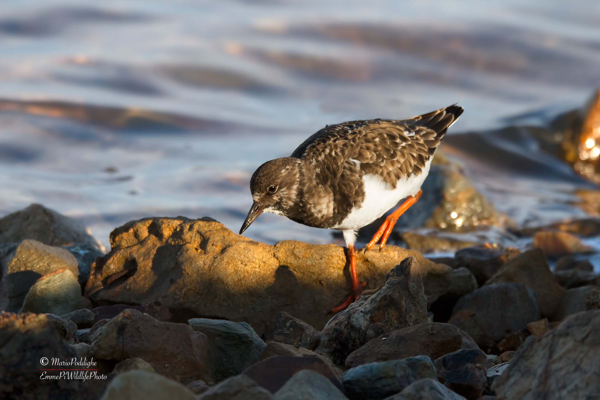 Turnstone
