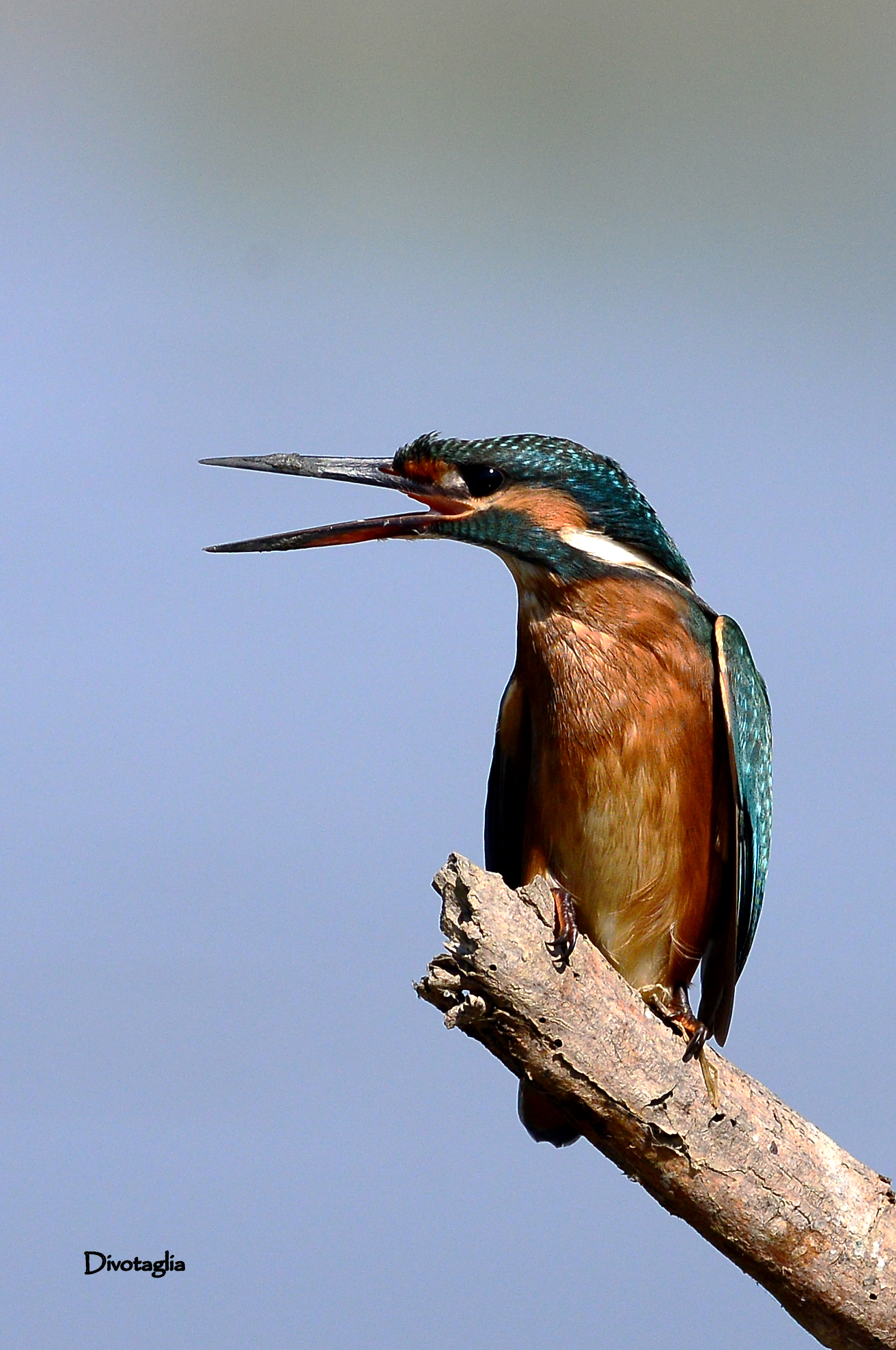 Young martina combative