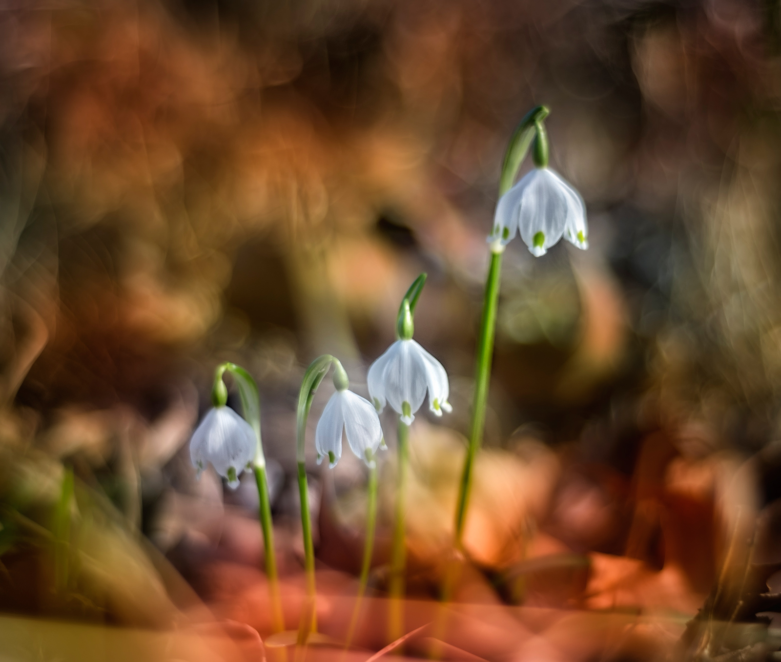 Campenelle "spring is coming"